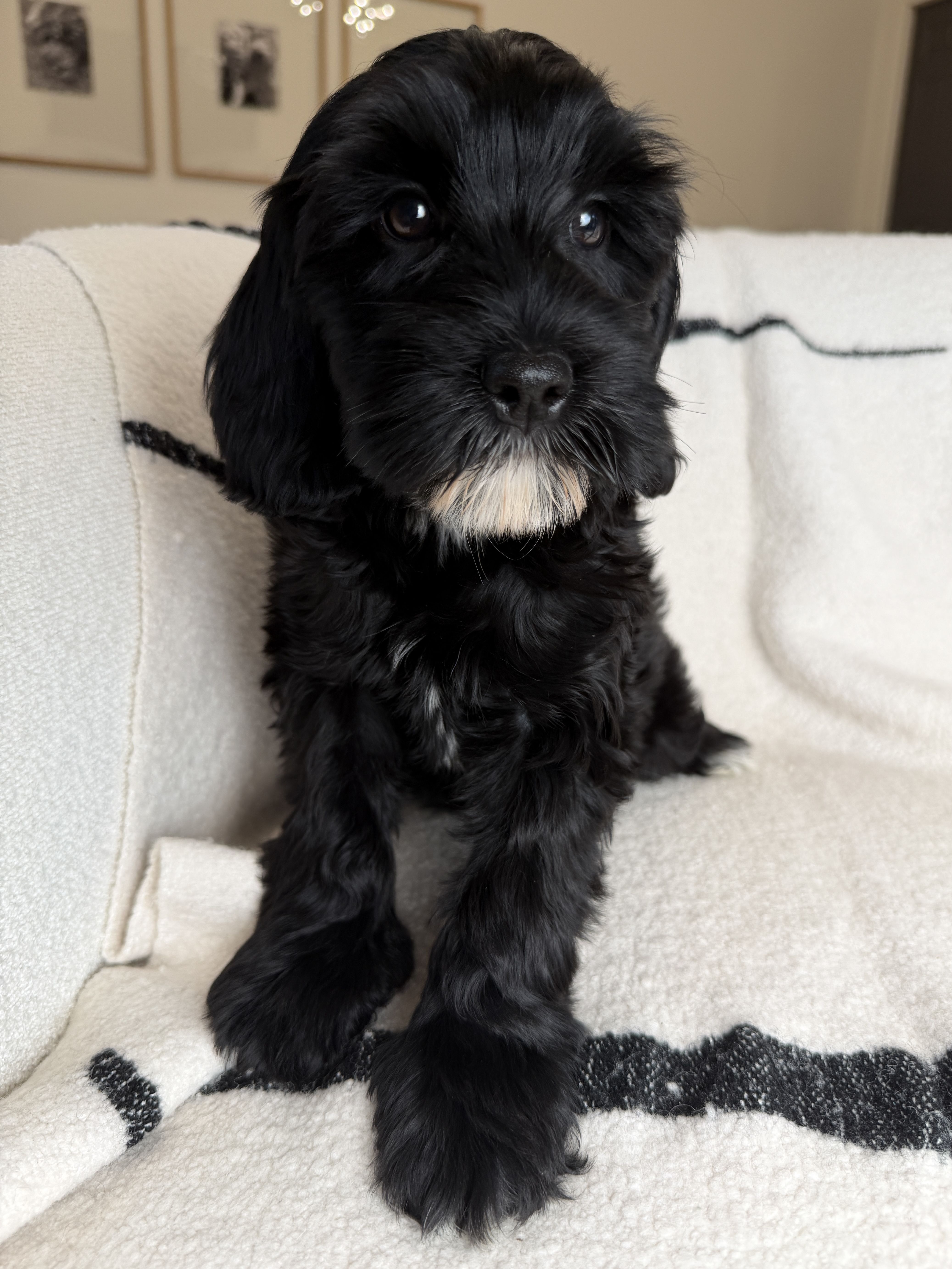 Black Australian Labradoodle puppy for sale 