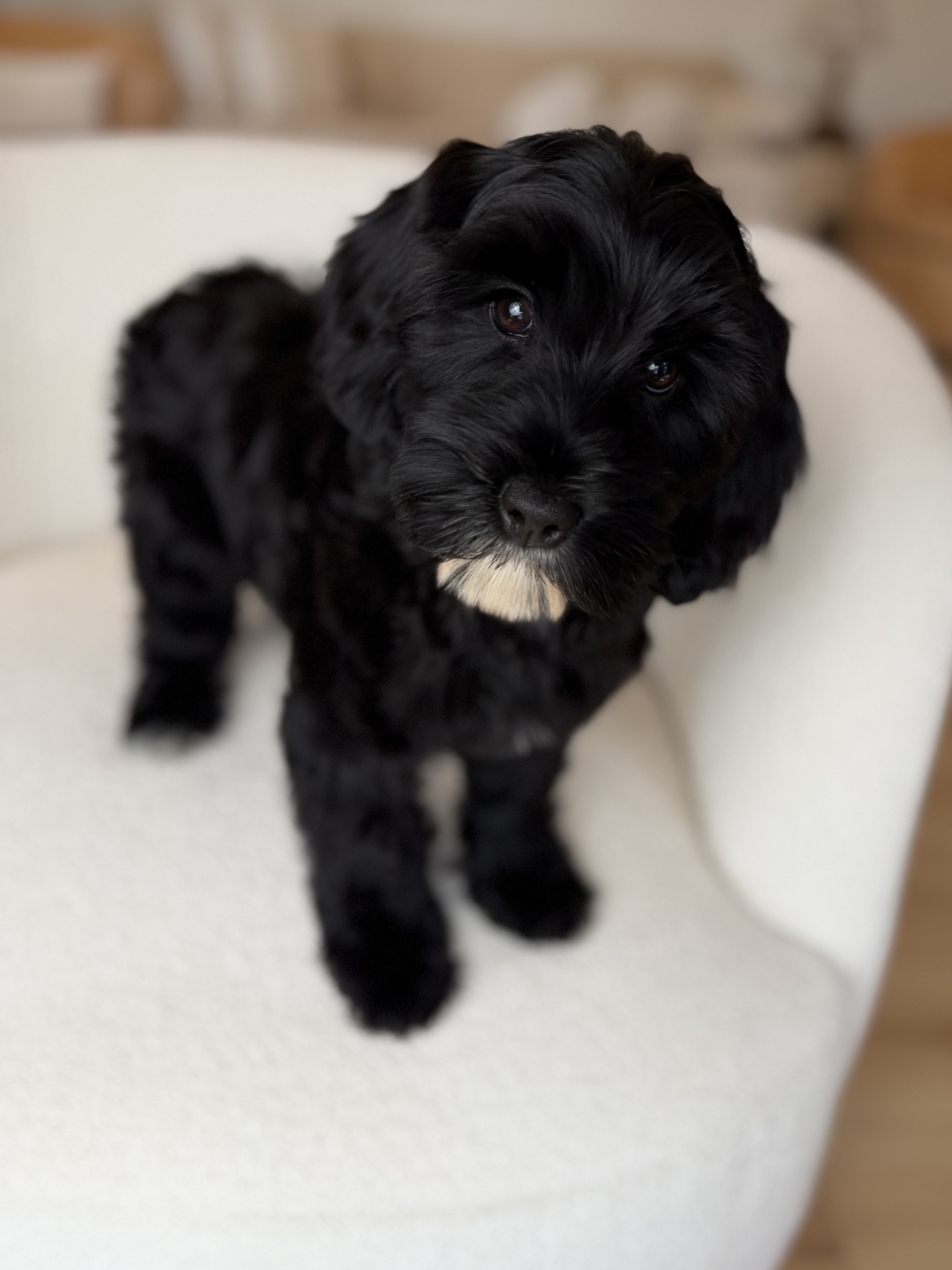 black australian labradoodle puppy for sale