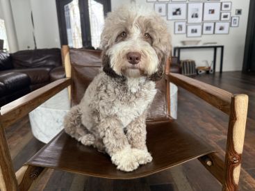 Parchment Australian Labradoodle
