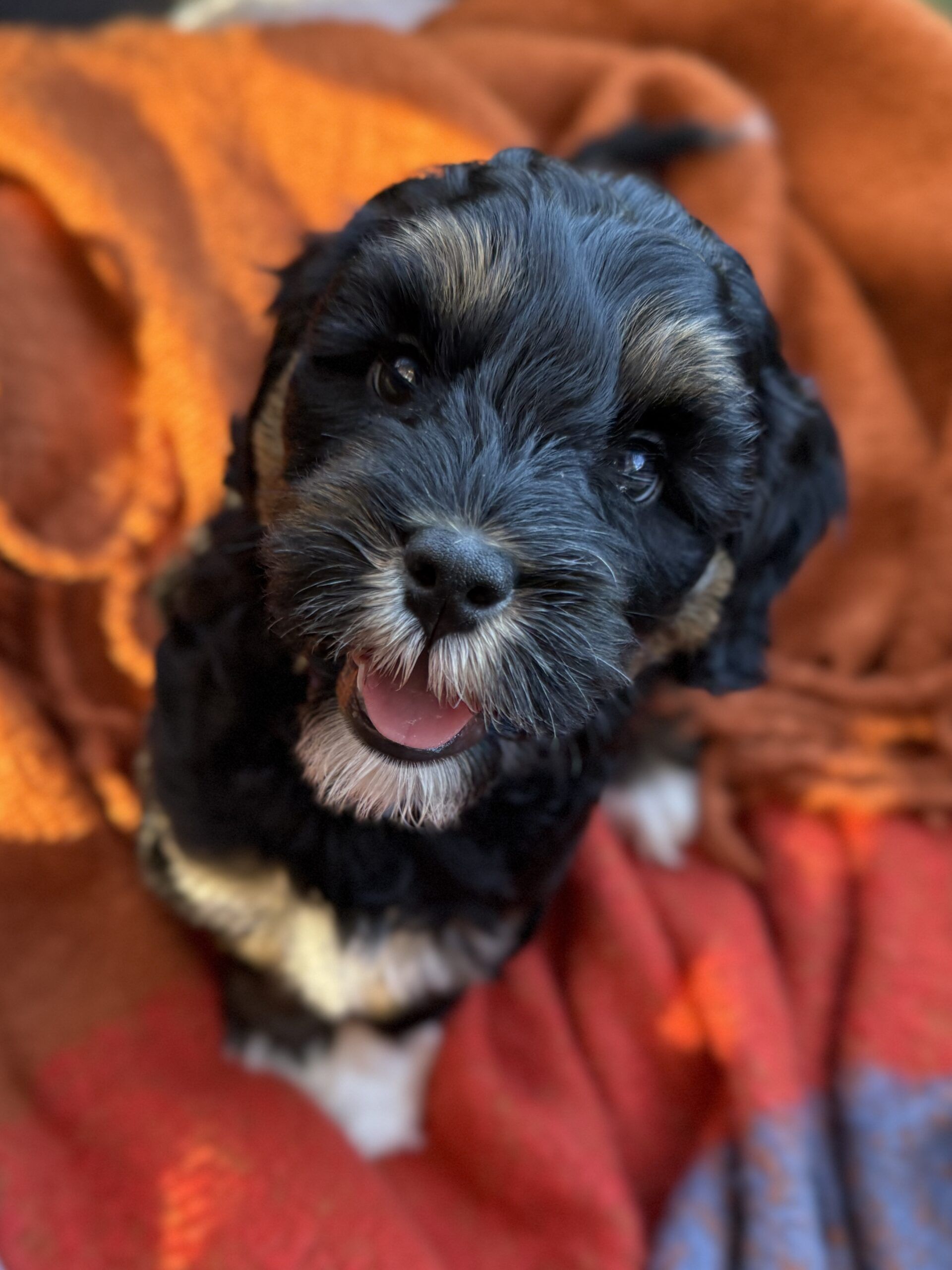 Tri-color Australian Labradoodle