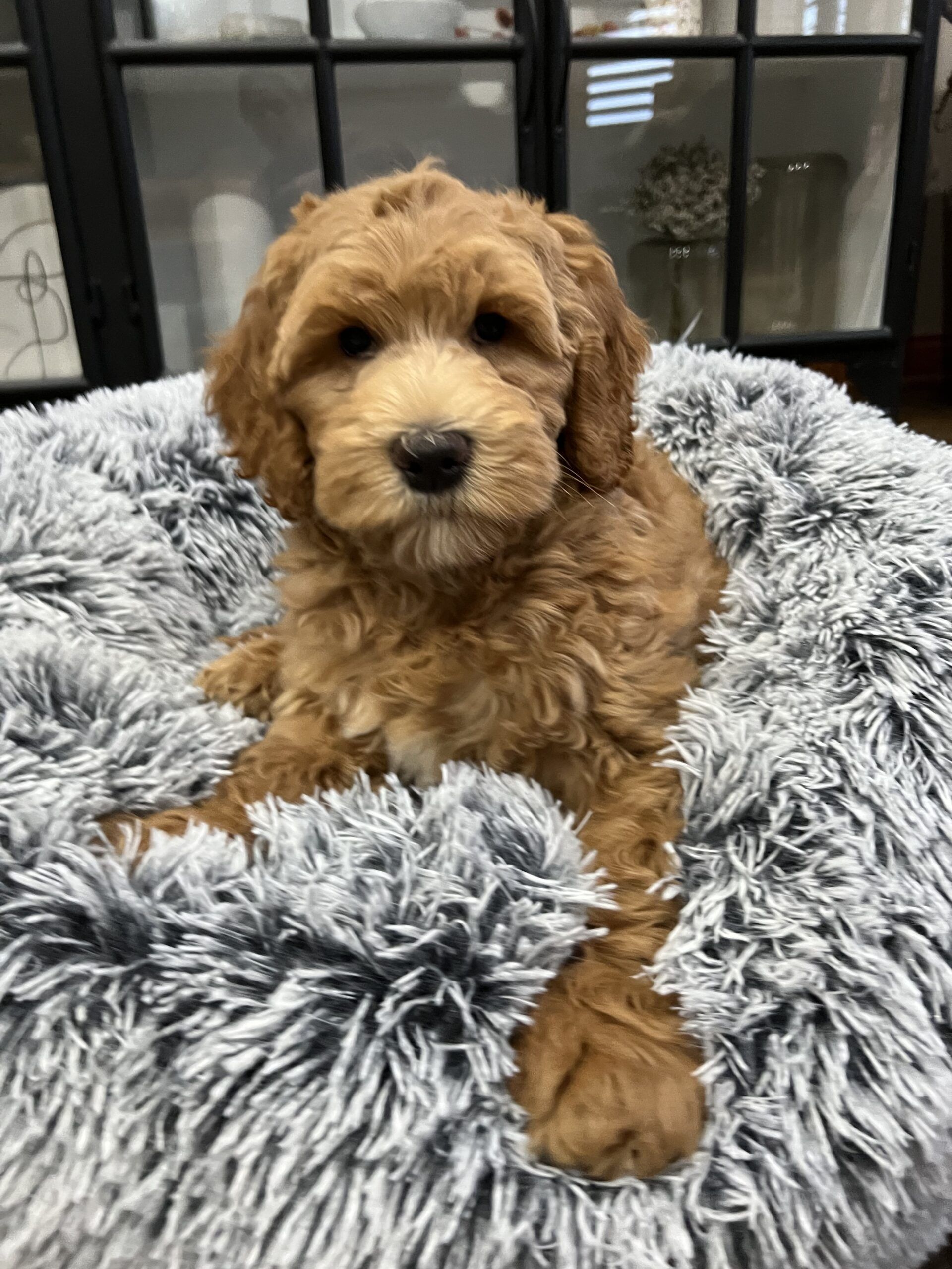 Sold Trained Dog Lake in the Hills, IL