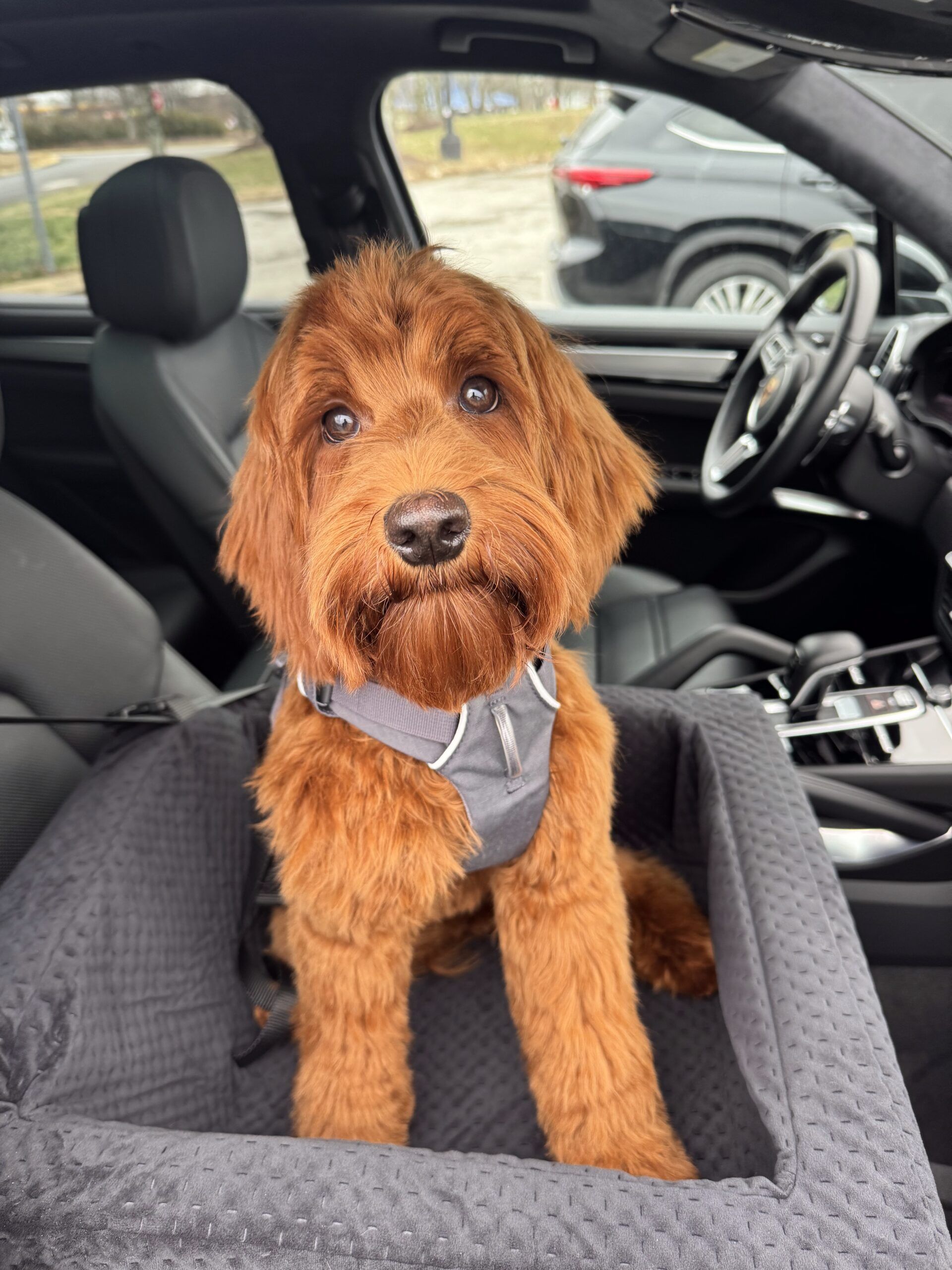 Australian Labradoodle