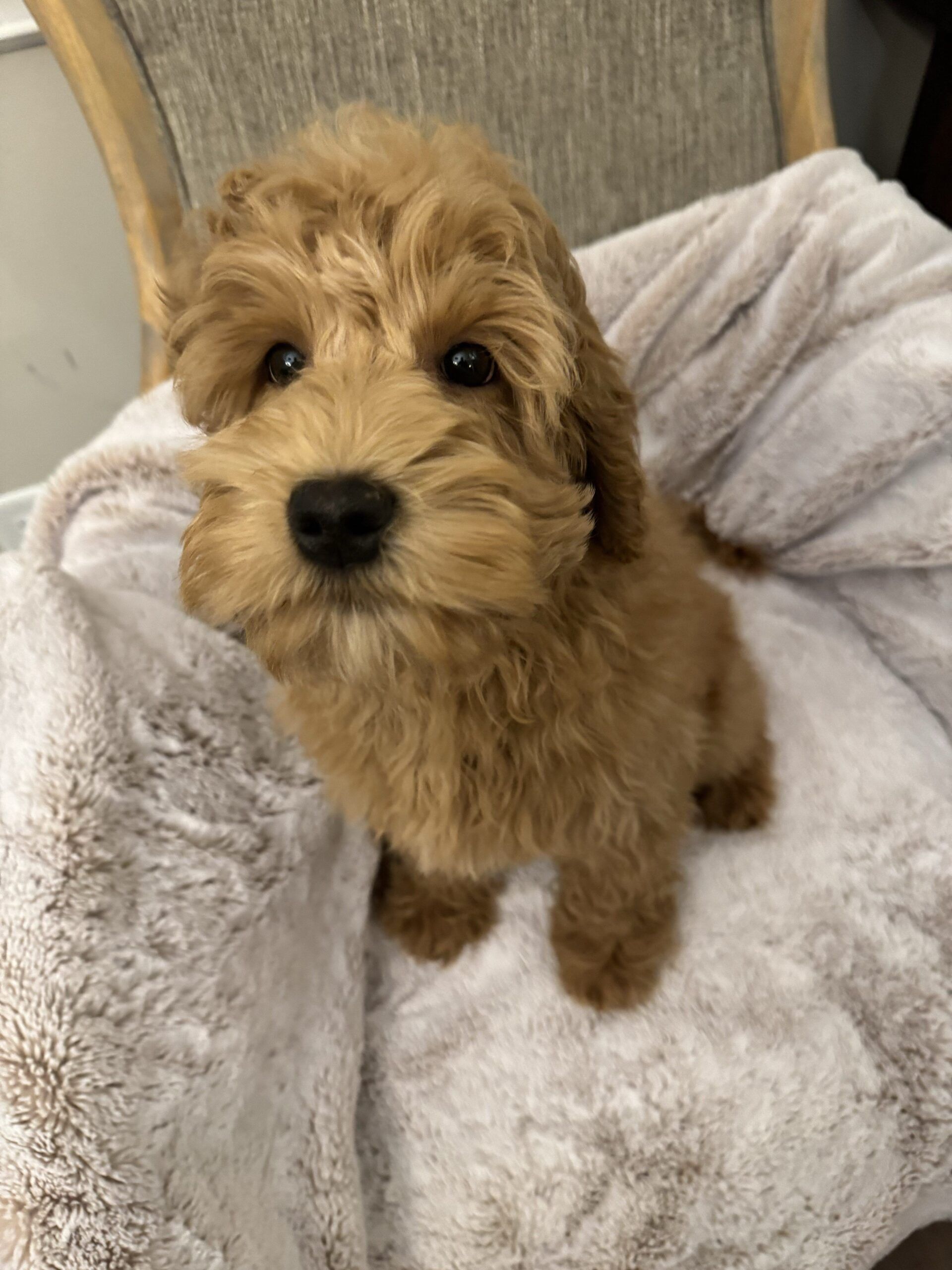 Apricot Australian labradoodle puppy
