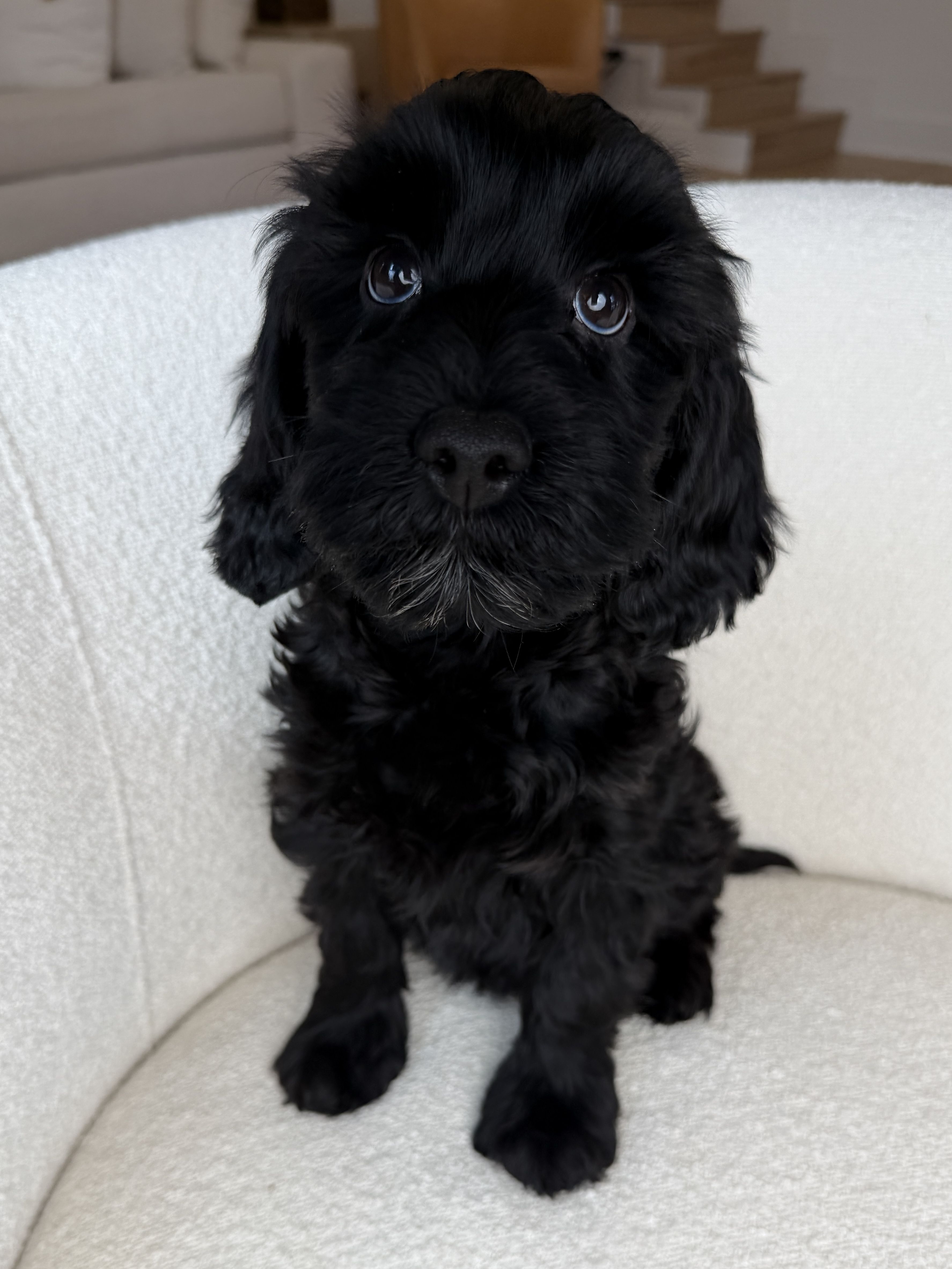 Morgan red collar boy 2