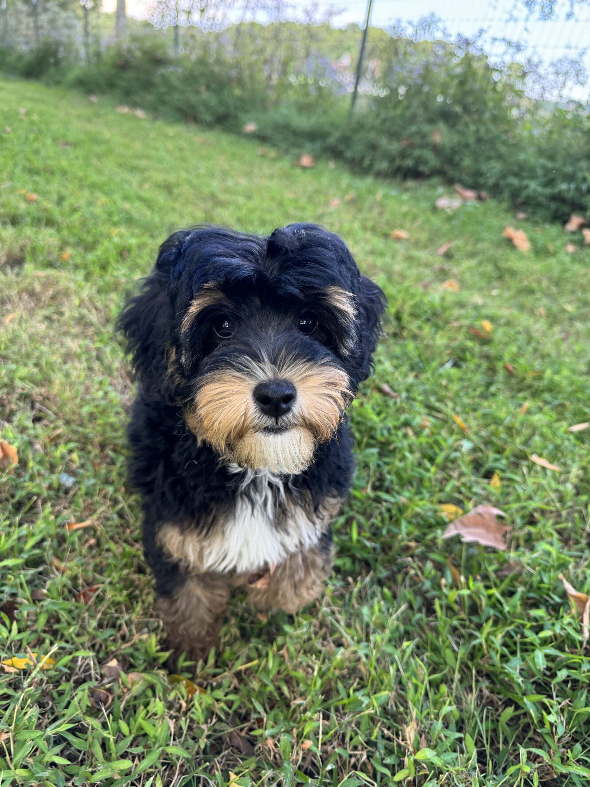 Phantom tri-color Australian Labradoodle