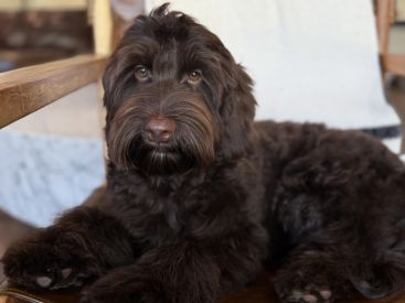 Chocolate Australian Labradoodle