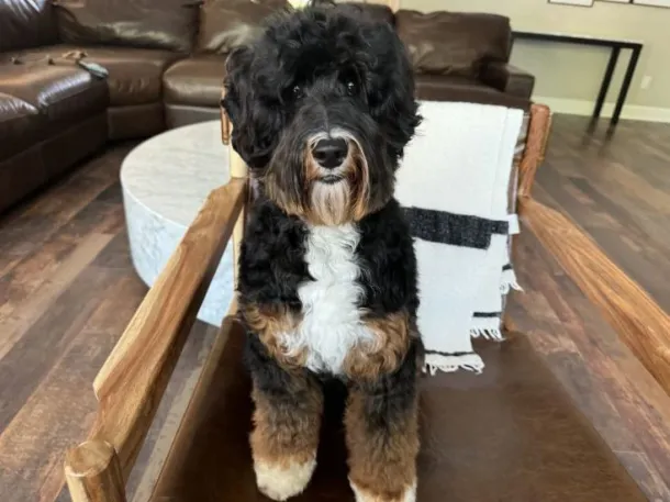 Mojo is an Australian Labradoodle