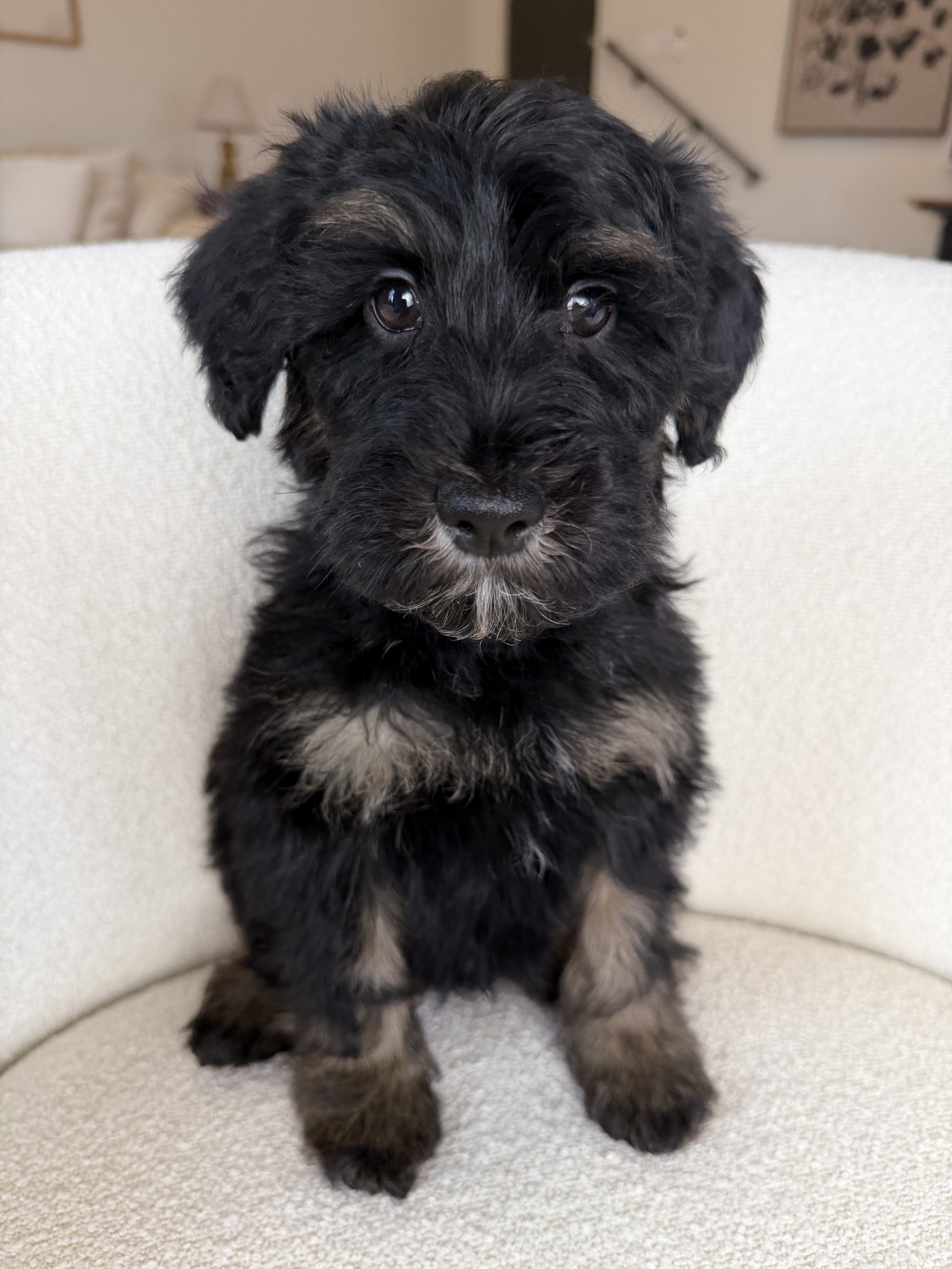 Mellie's sand collar boy photo