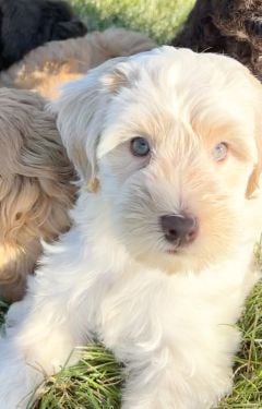 Cream Australian Labradoodle