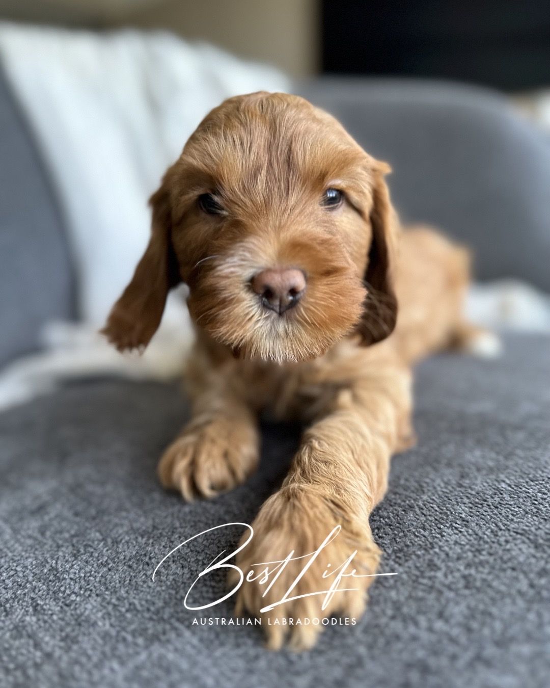 Trained Dog for Sale