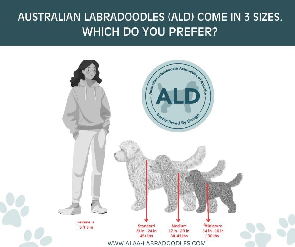 Australian Labradoodle Sizes