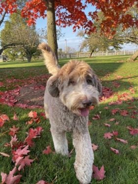 Parchment Australian Labradoodle