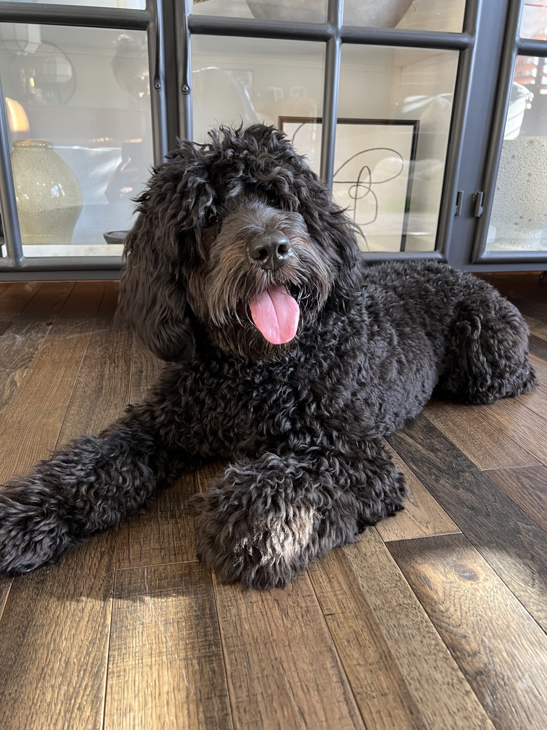 Black Australian Labradoodle
