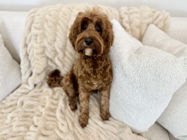 Red Australian Labradoodle