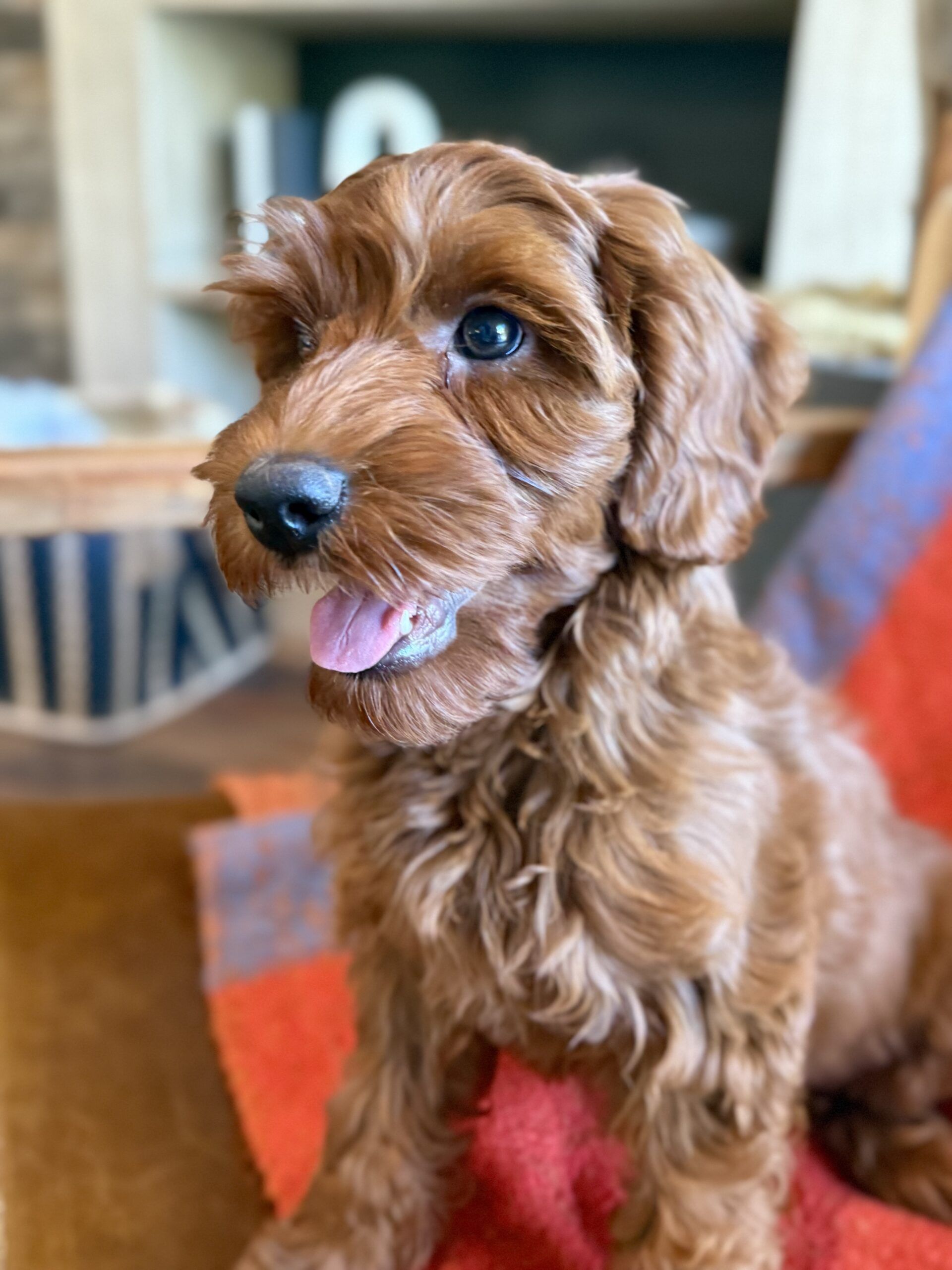 Red Australian Labradoodle