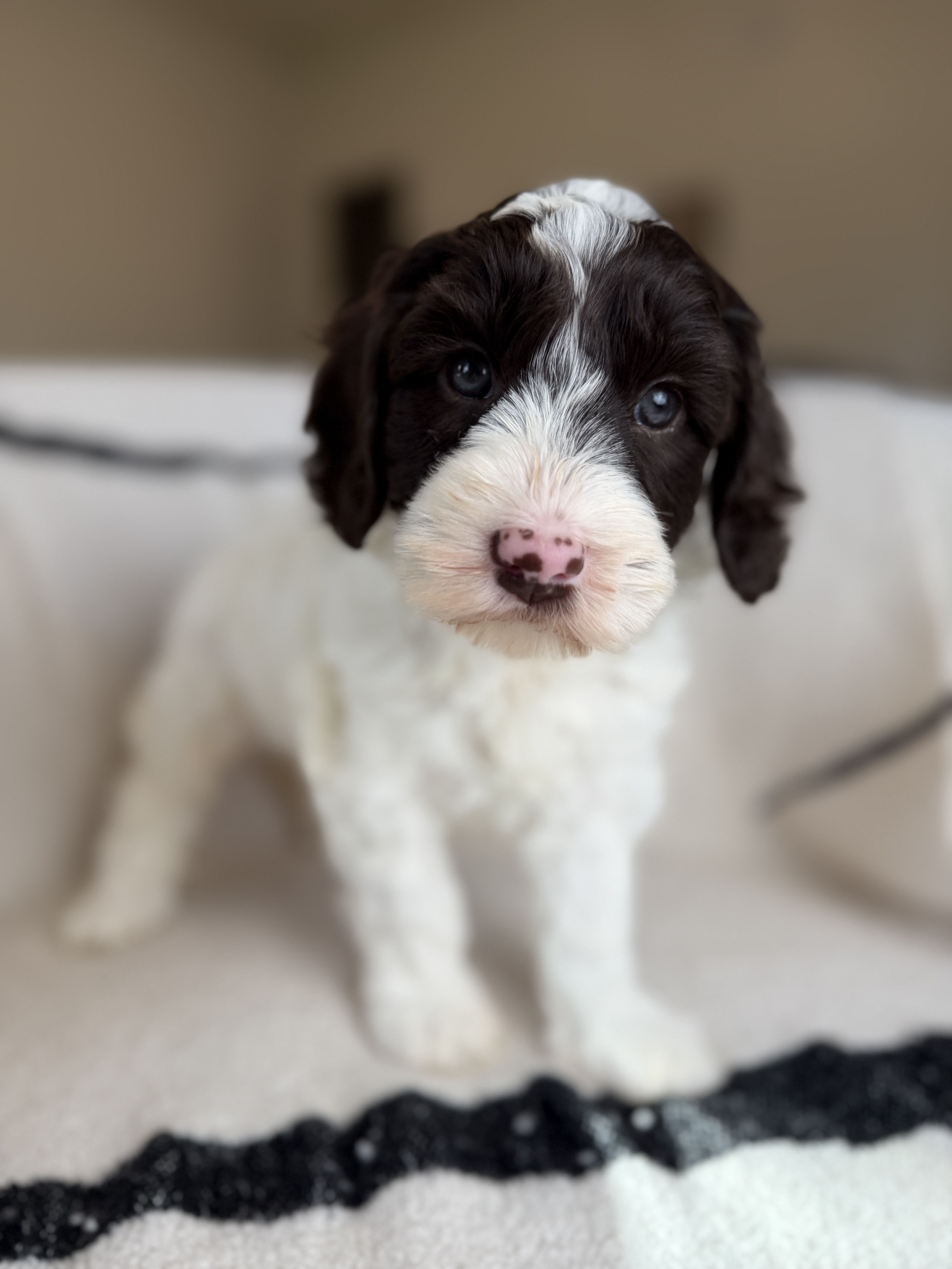 Australian Labradoodle white and chocolate spots
