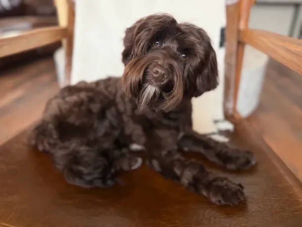 Phantom Australian Labradoodle