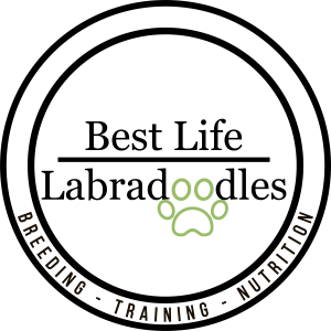 Best Life Labradoodles