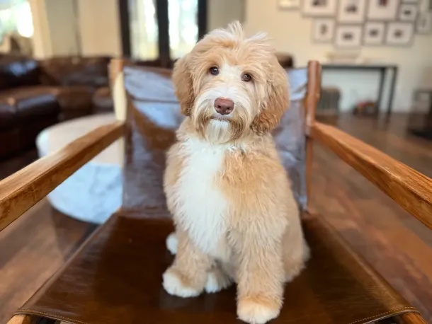Phantom Australian Labradoodle