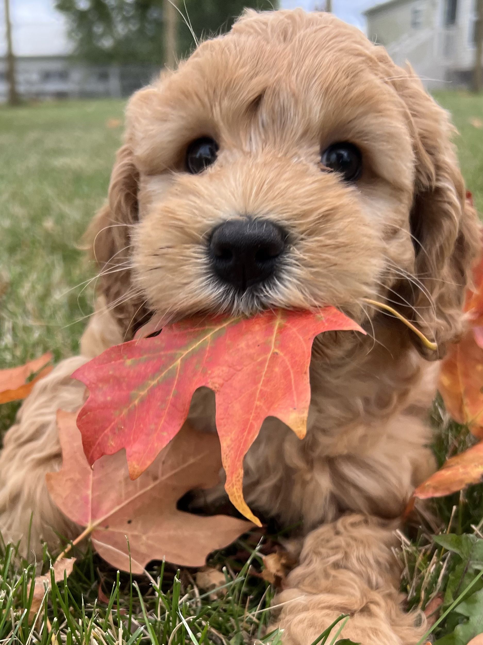 Caramel Australian Labradoodle Puppy
