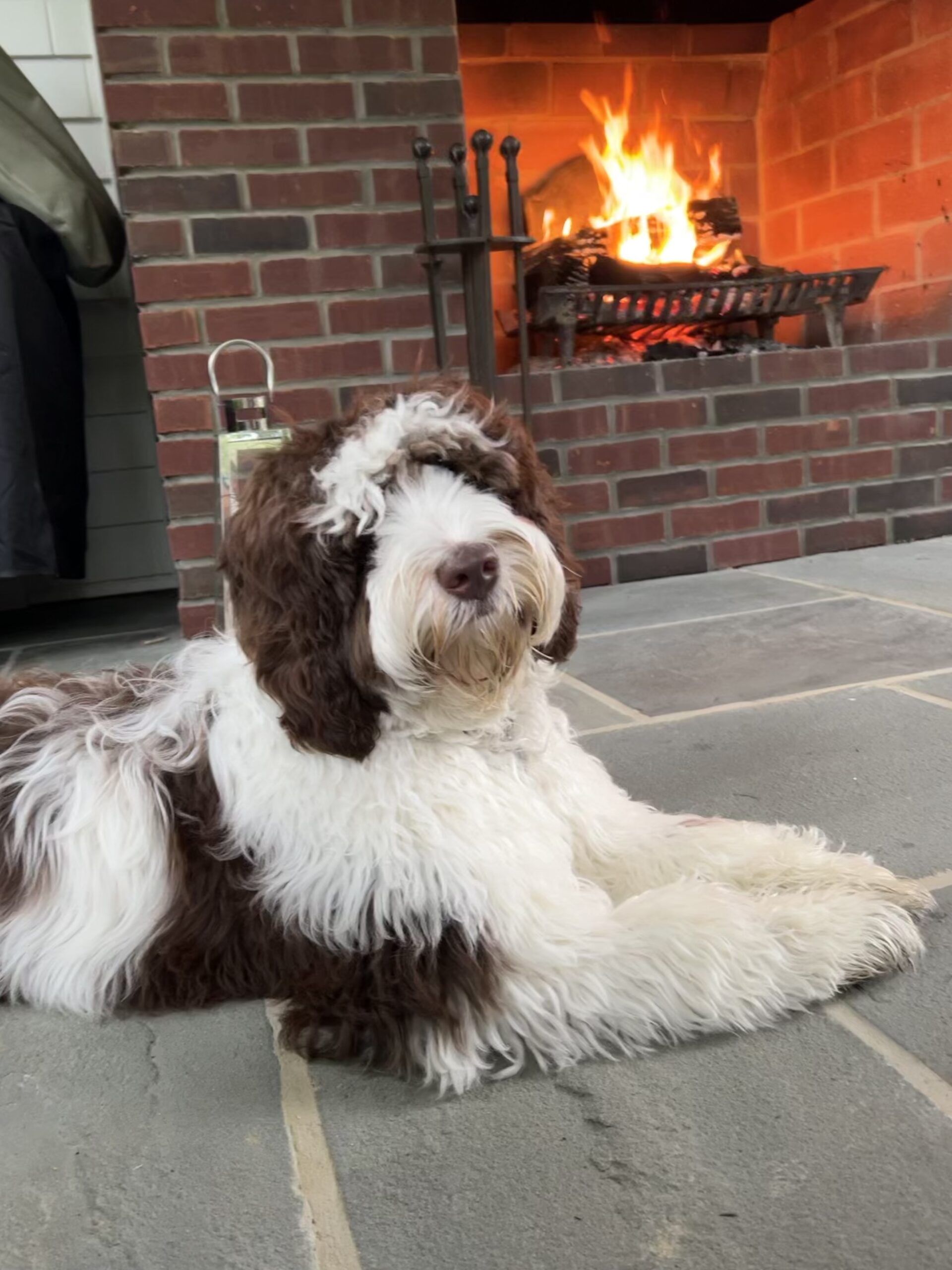 Buy an Australian Labradoodle