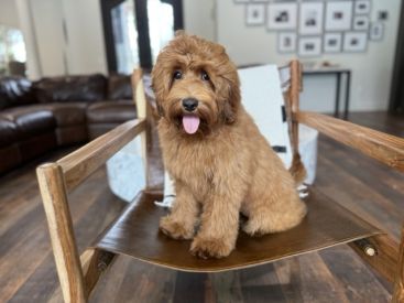 Red Australian Labradoodles