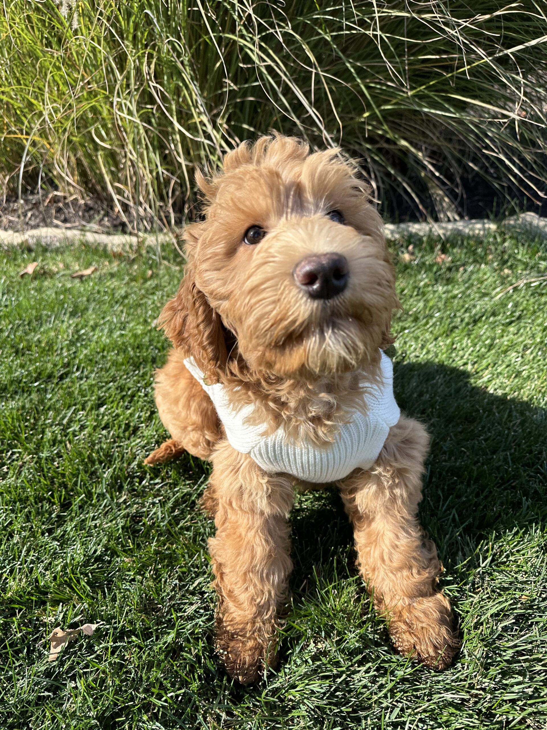 Trained Australian Labradoodle Dog for Sale