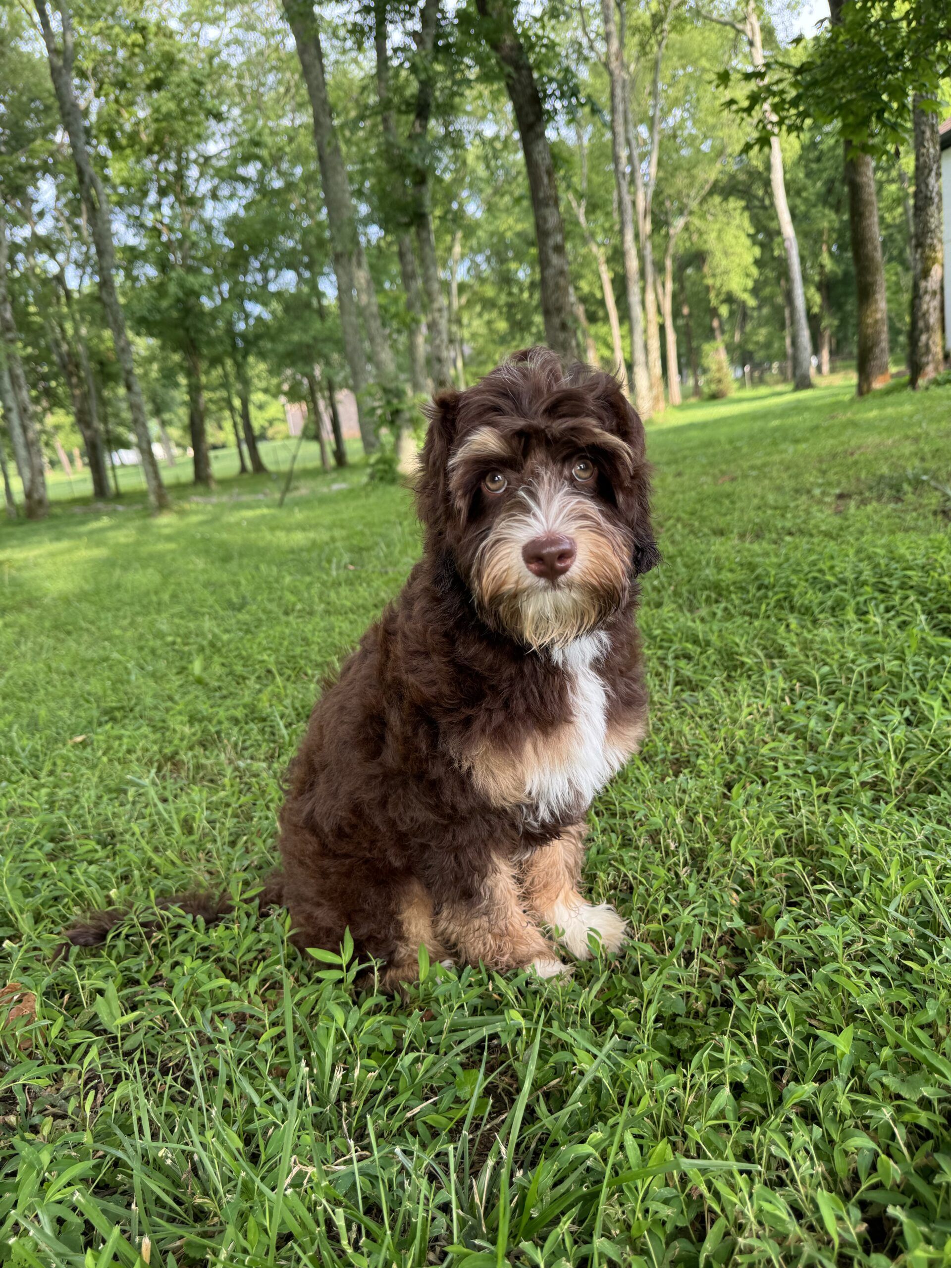 australian labradoodle