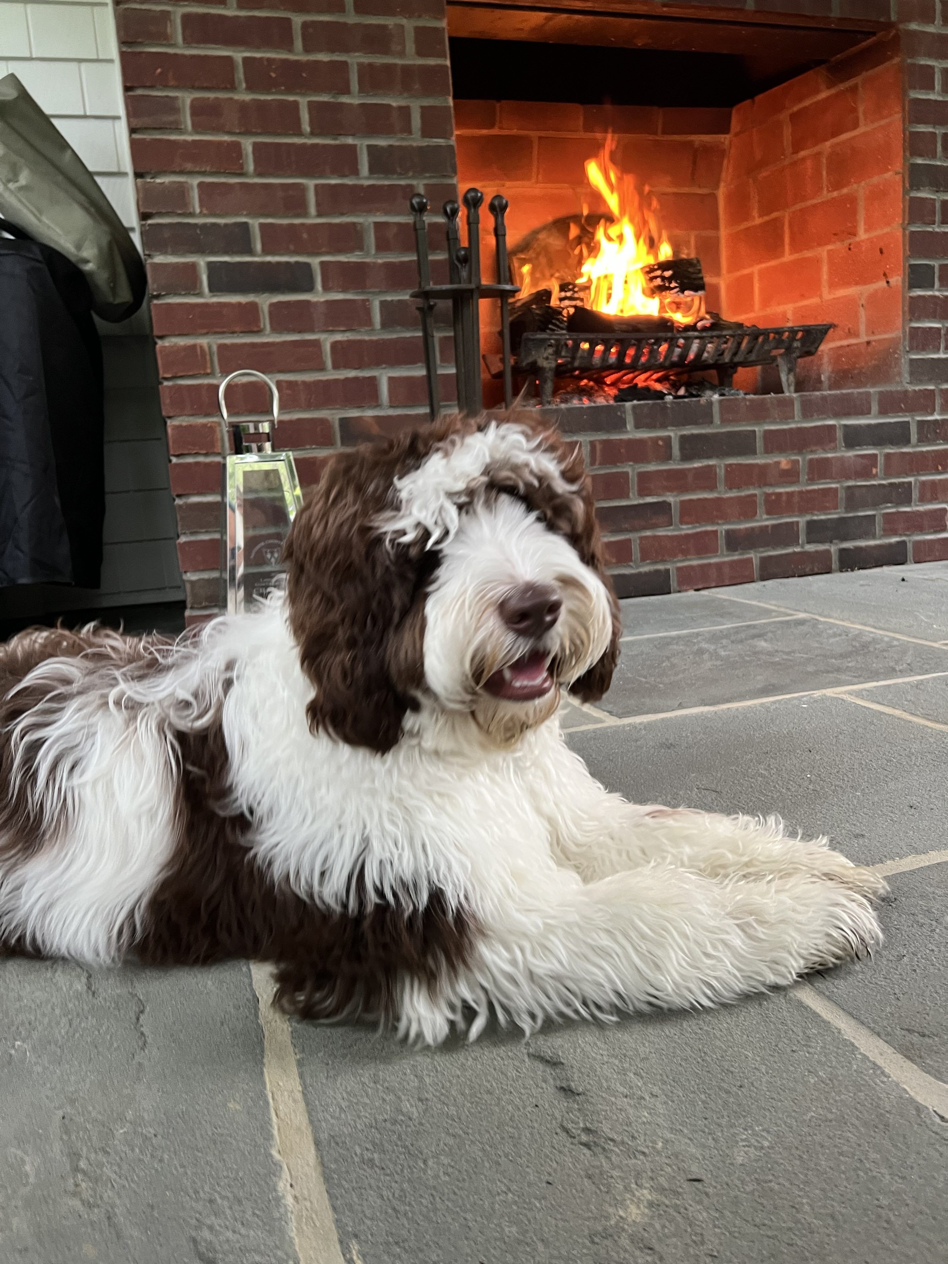 Chocolate and White Australian Labradoodle