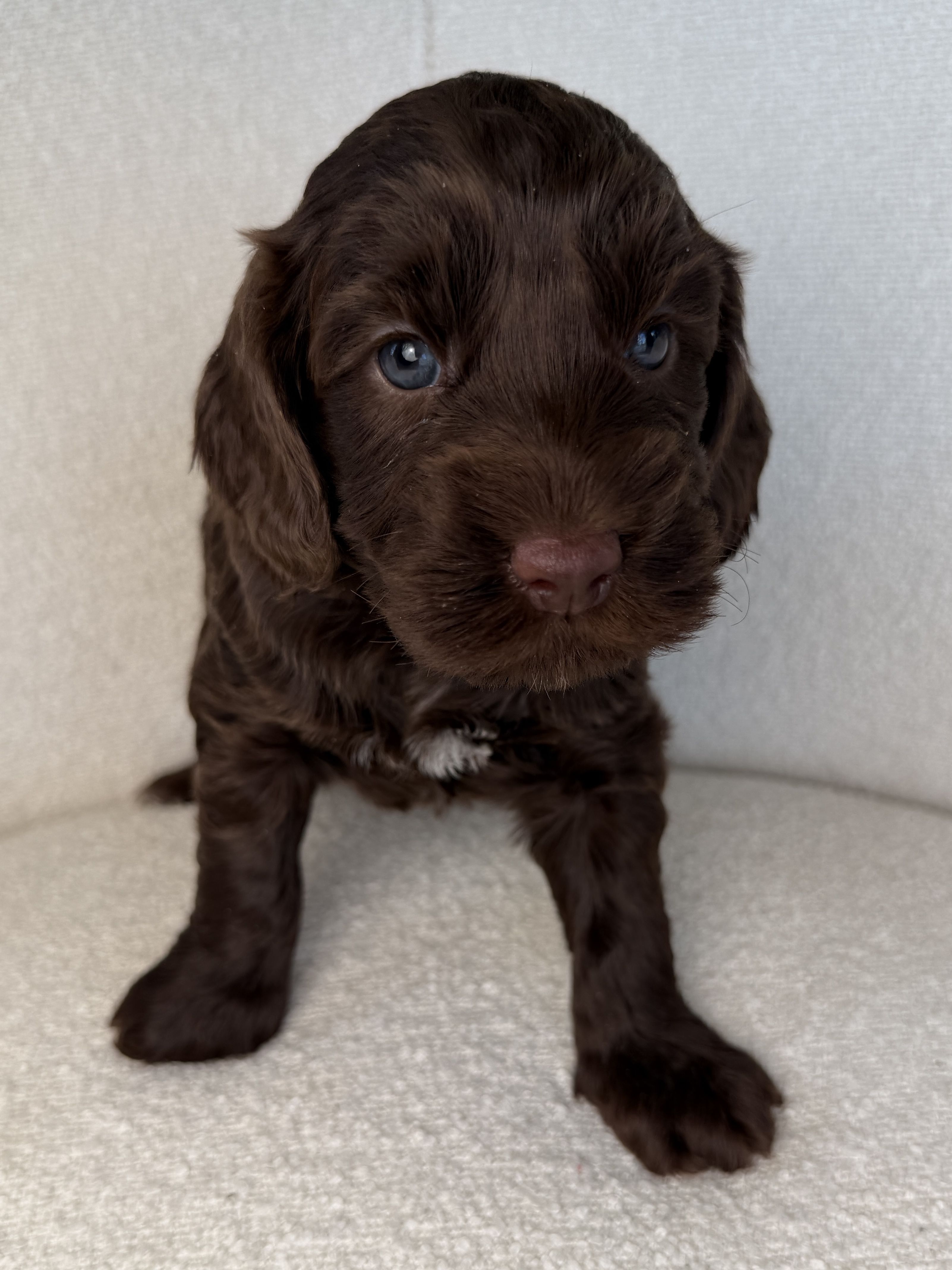 Chocolate Australian Labradoodle for sale 