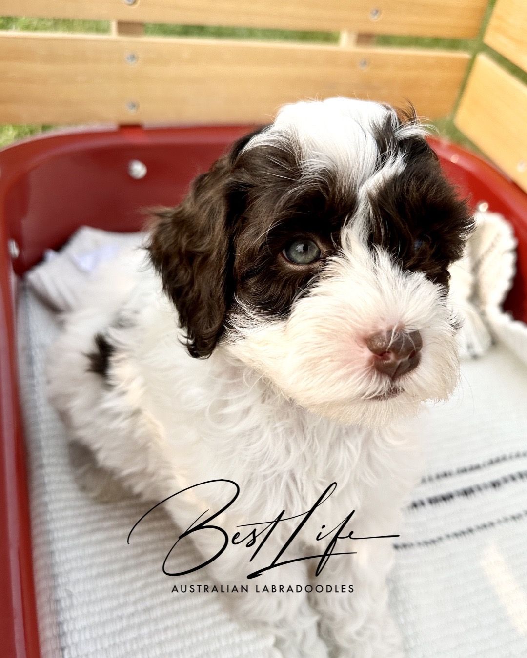 Sold Trained Dog Lake in the Hills, IL