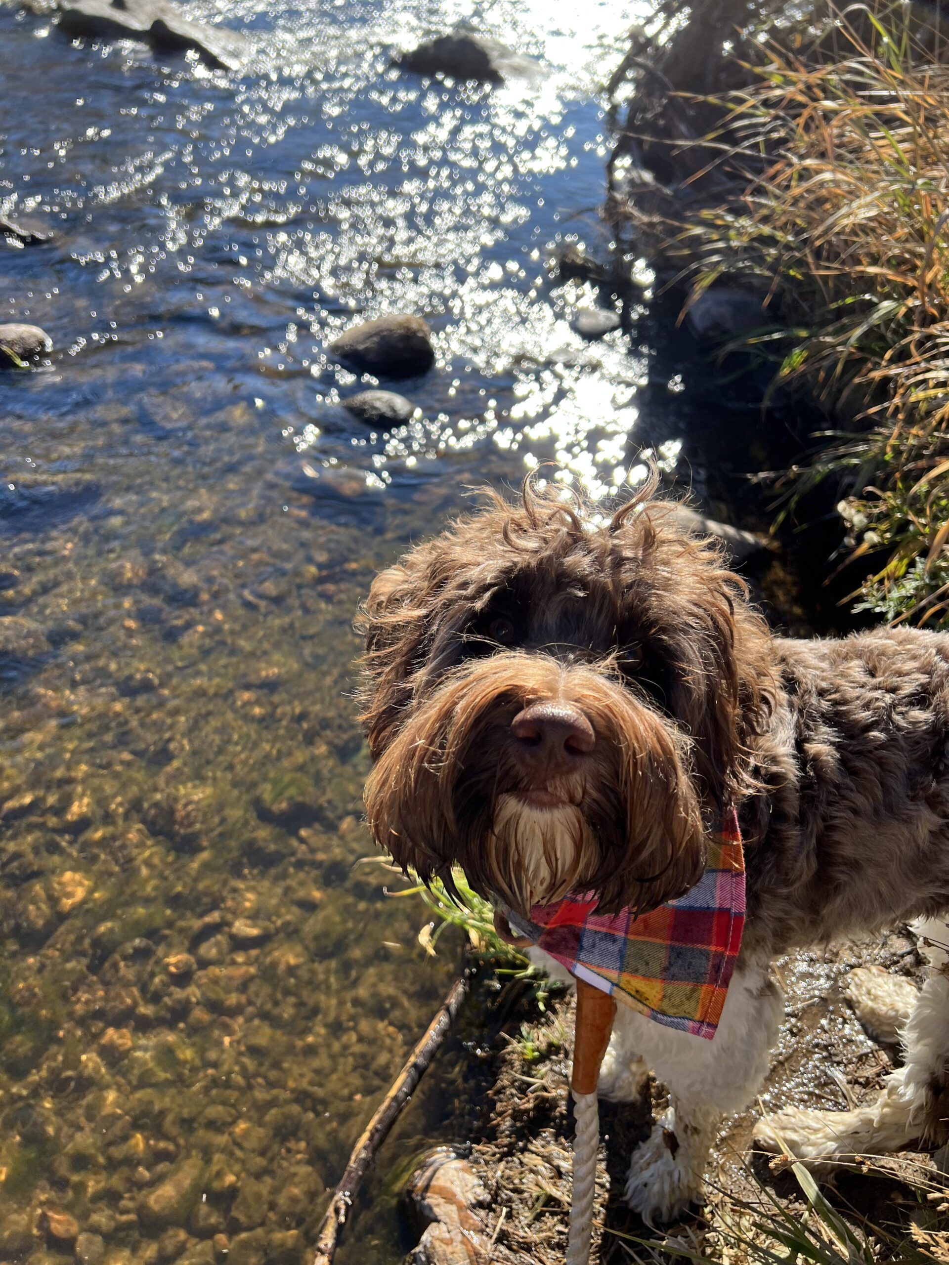 Fishing with Labradoodle