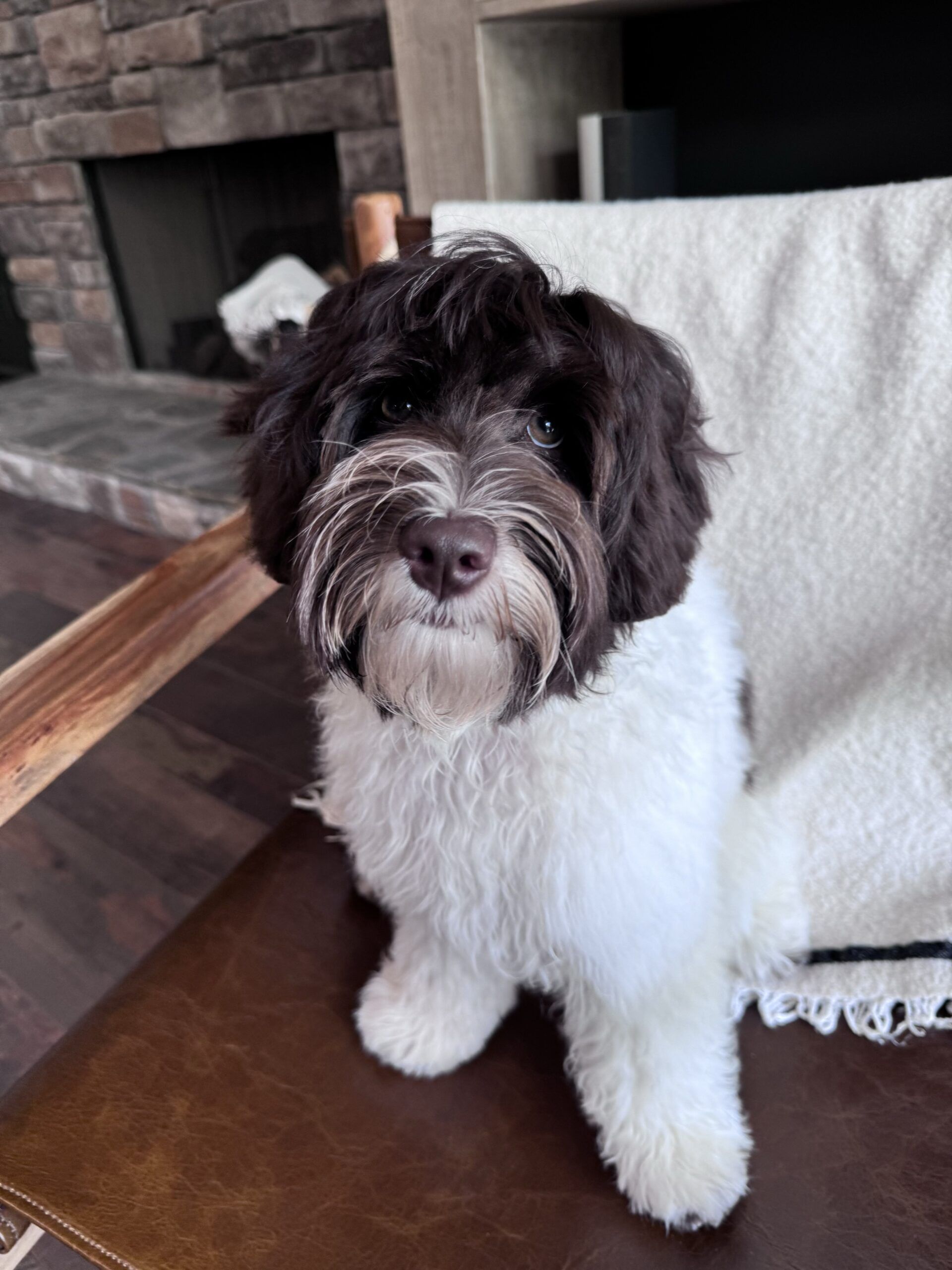 Australian Labradoodle puppy