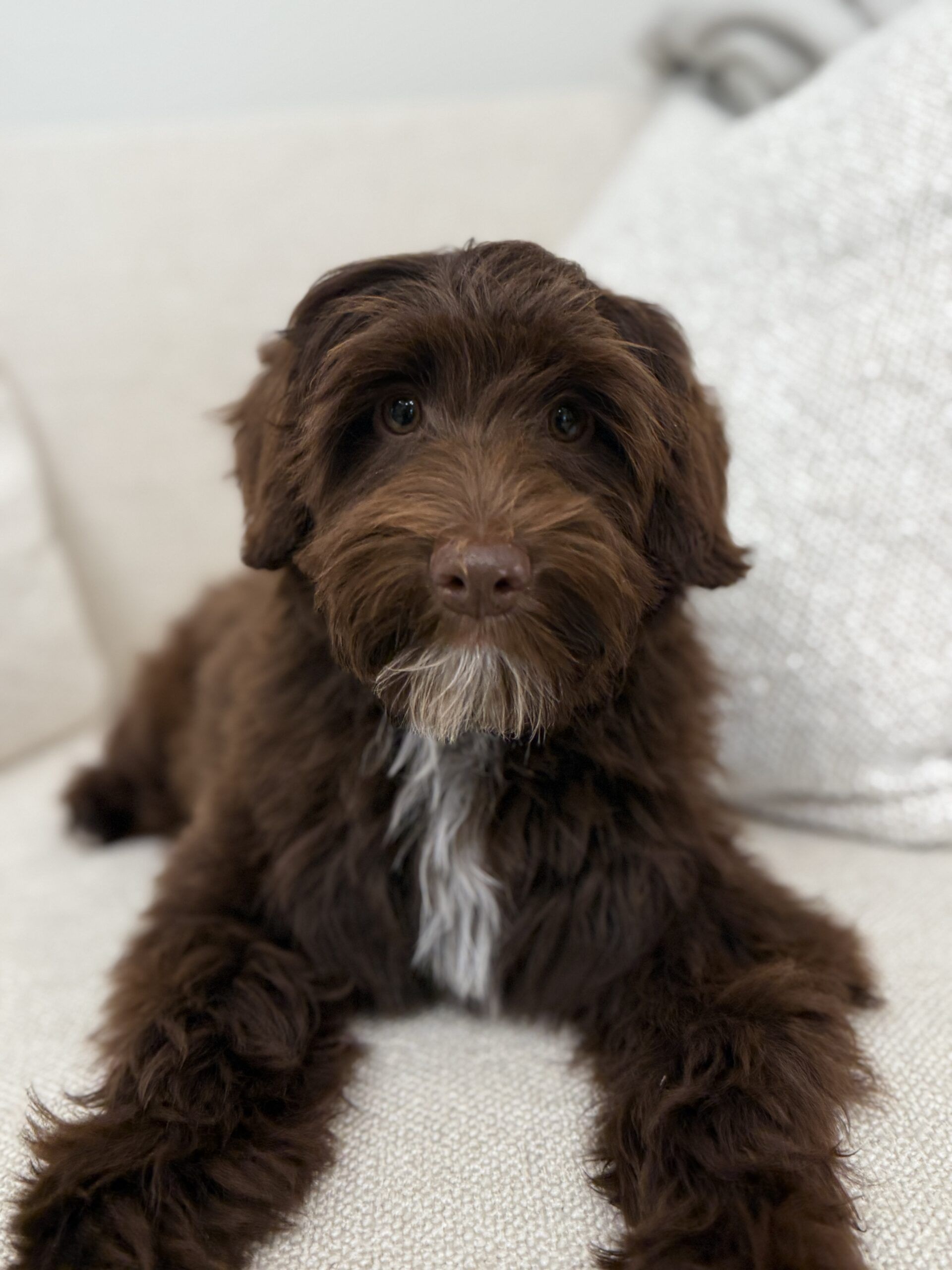 Chocolate Australian Labradoodle