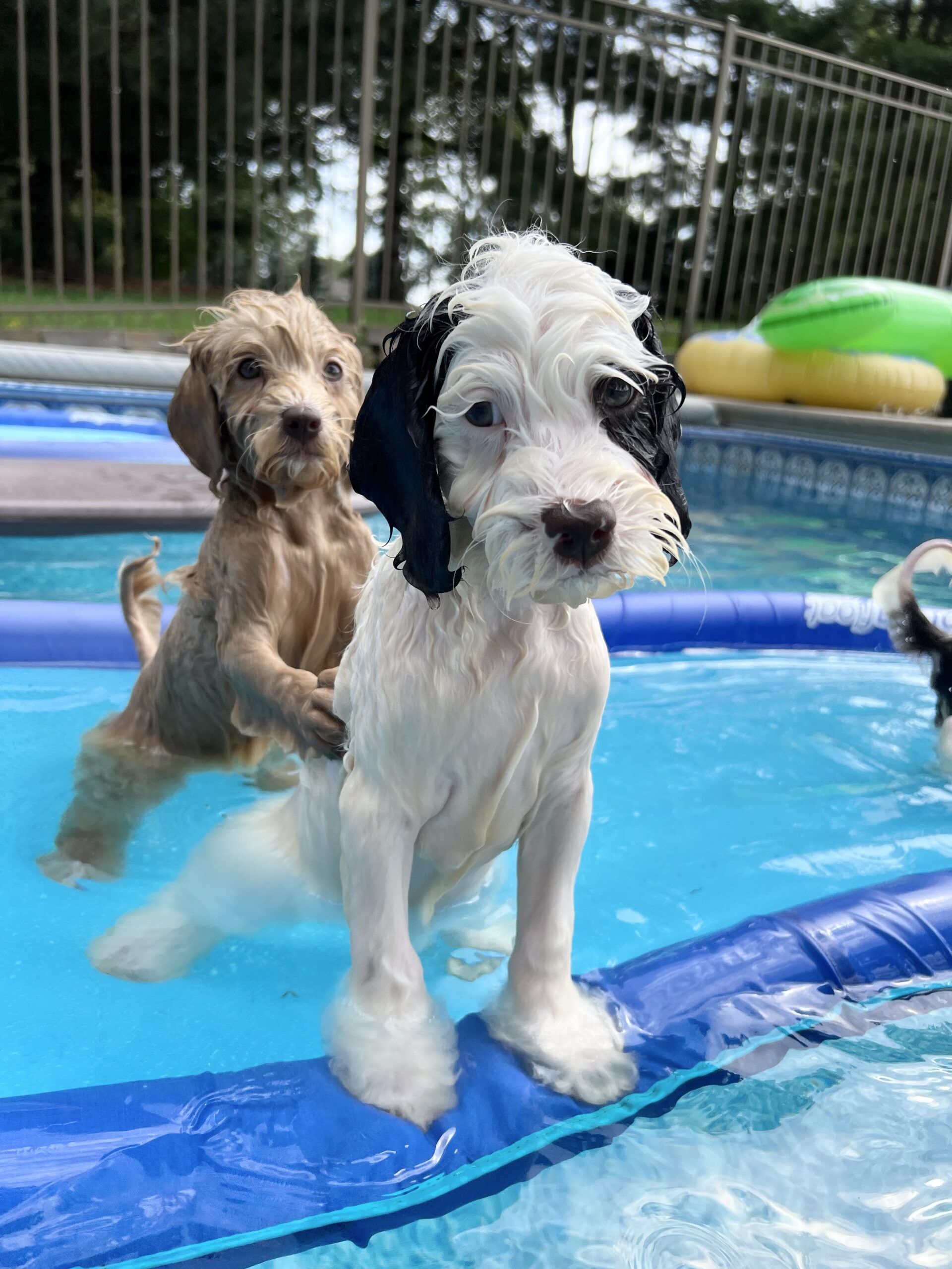 Dog Swimming