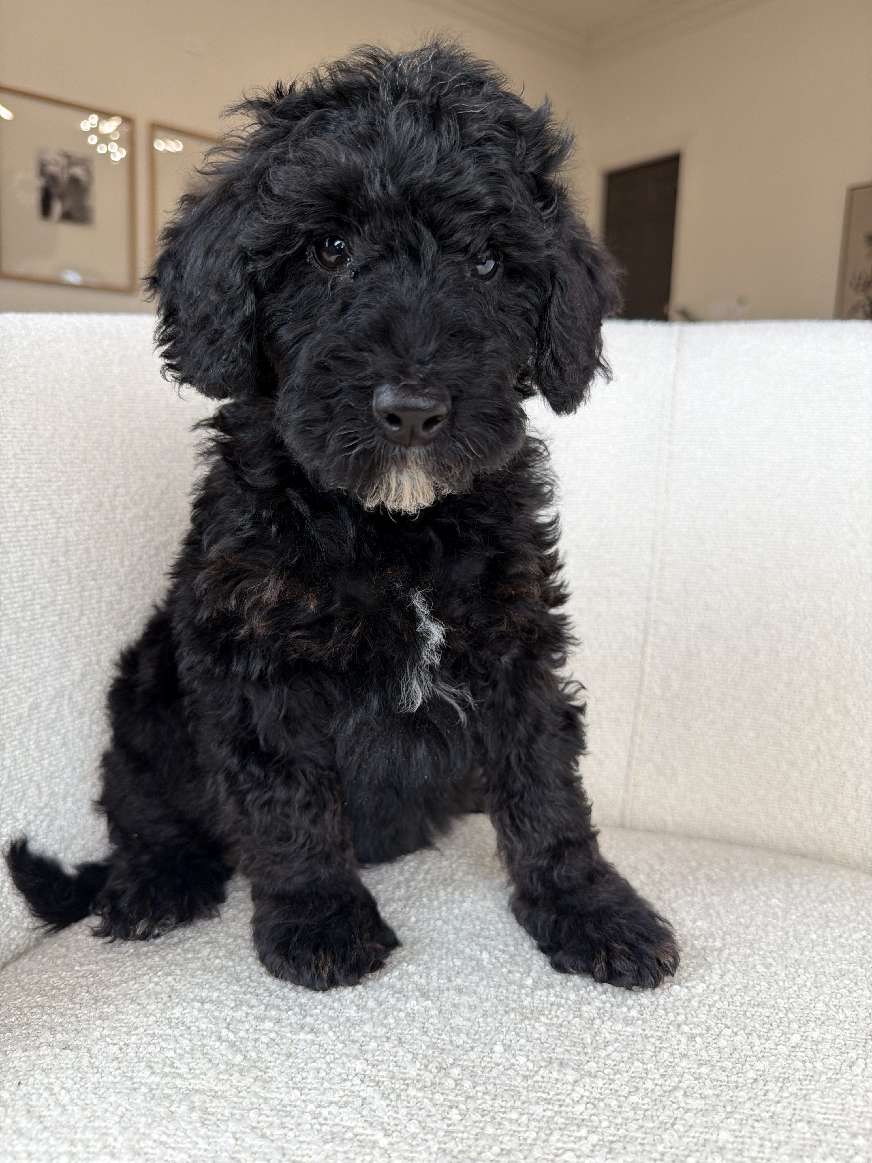 Mellie's green collar boy photo