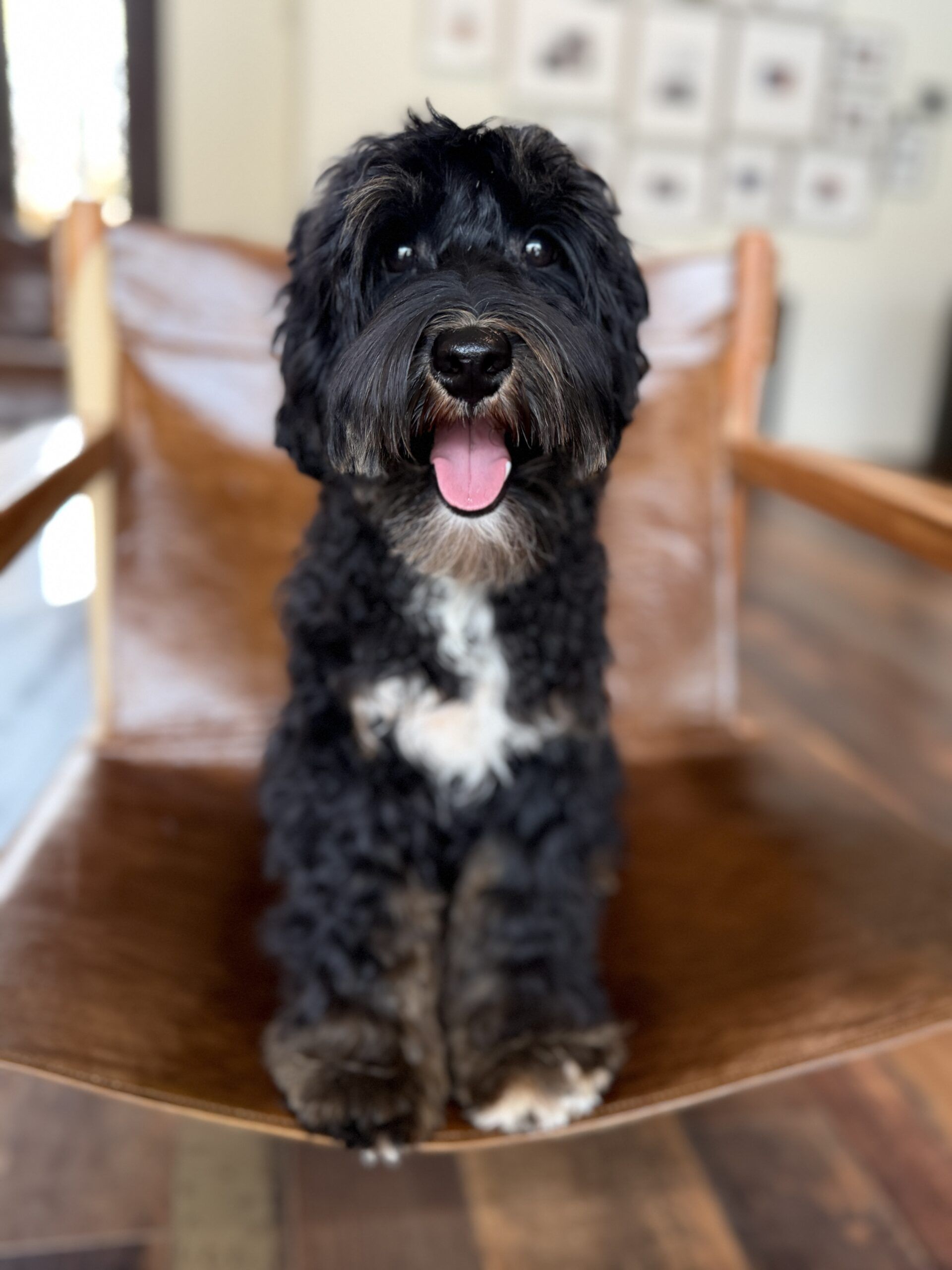 Older Trained Australian Labradoodle for sale