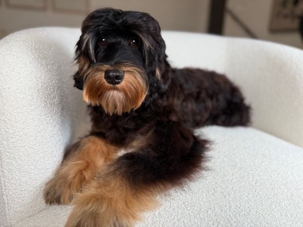 Mojo is an Australian Labradoodle