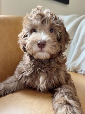 Cafe Australian labradoodle