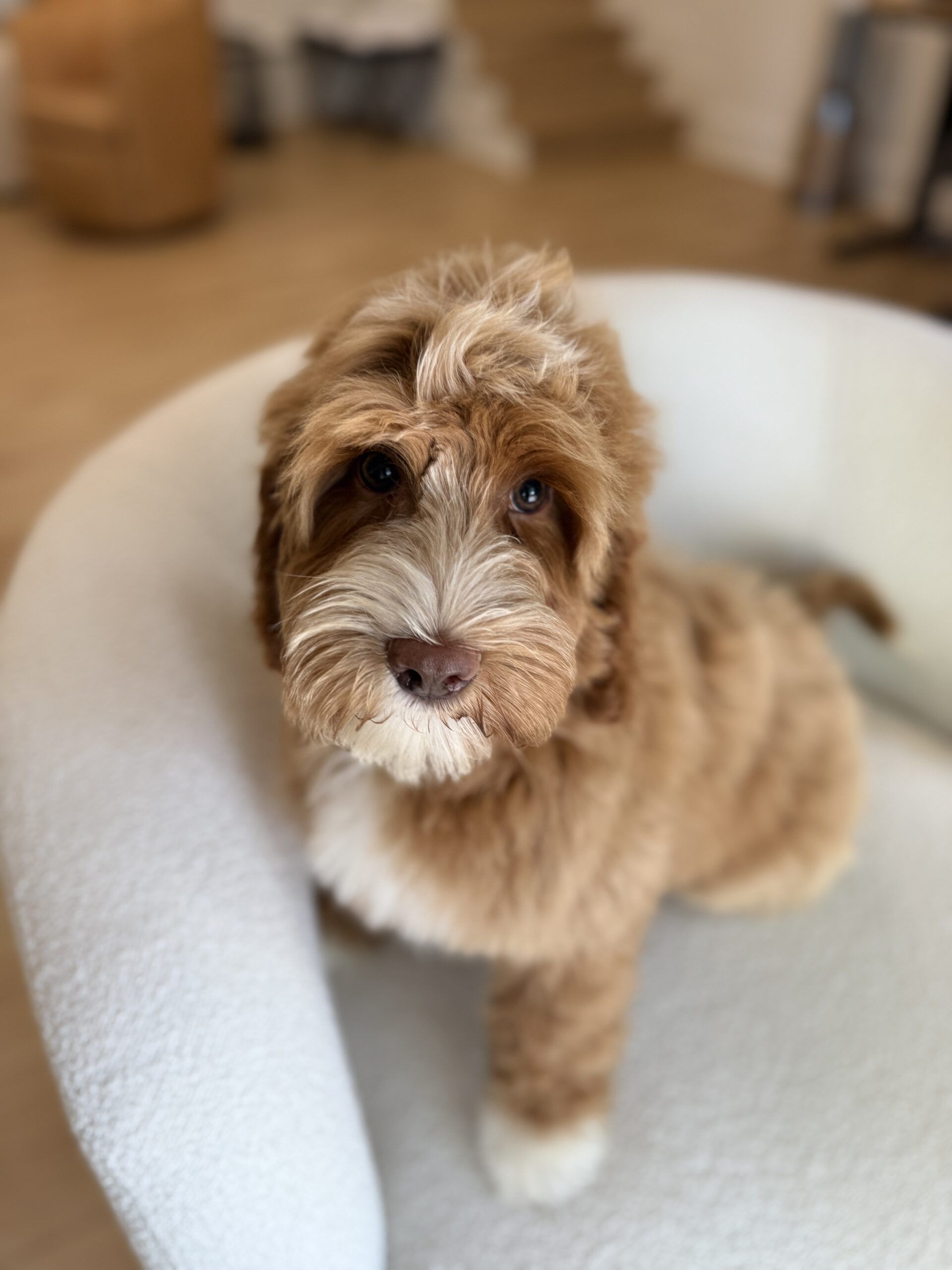 Trained Australian Labradoodle for sale