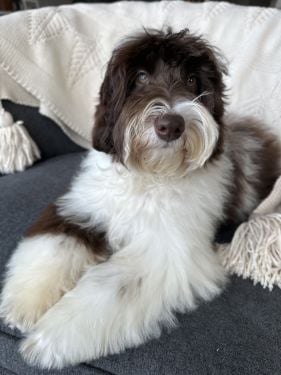 Caramel Australian labradoodle