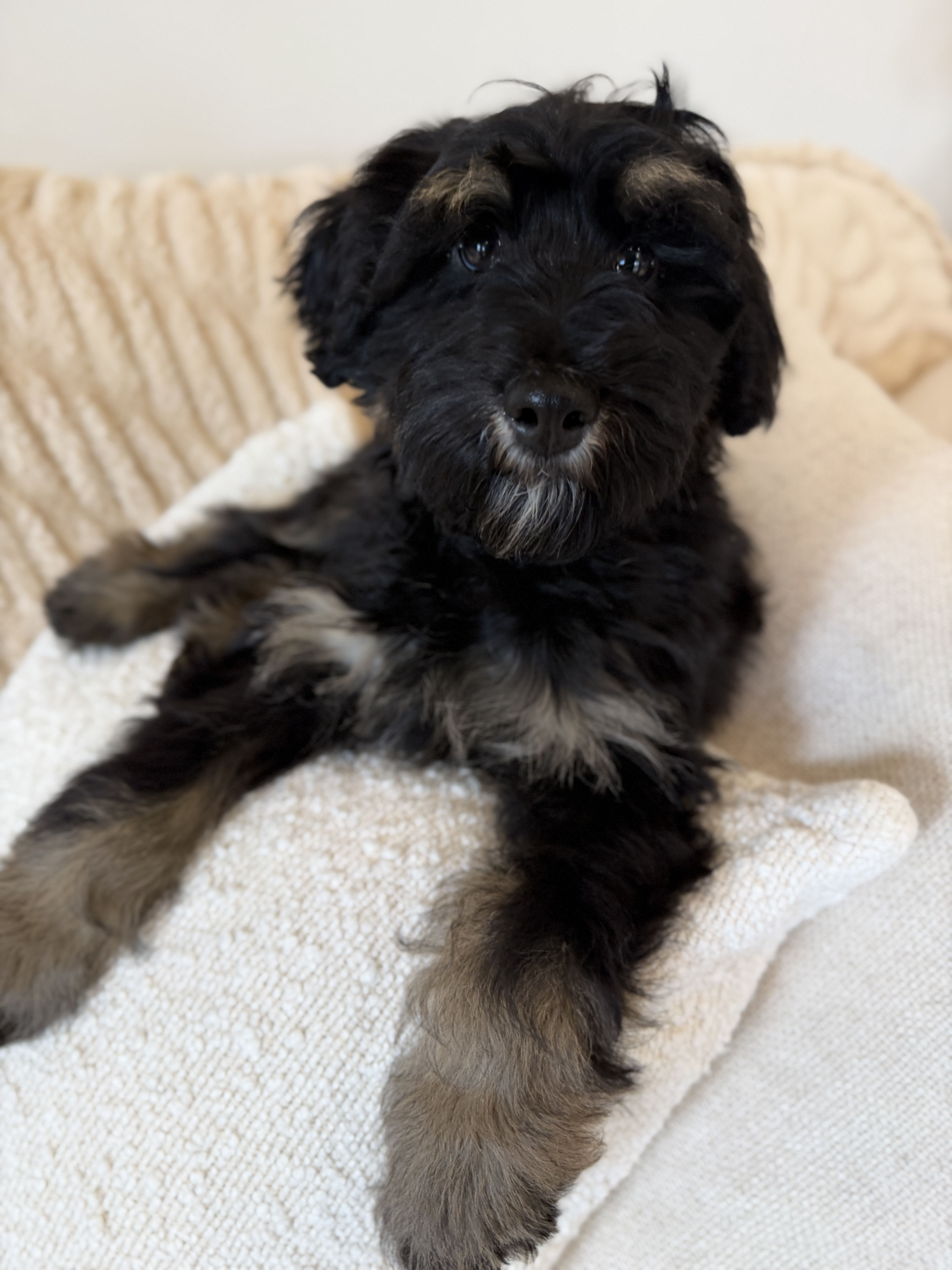 Black phantom Australian Labradoodle puppy for sale 