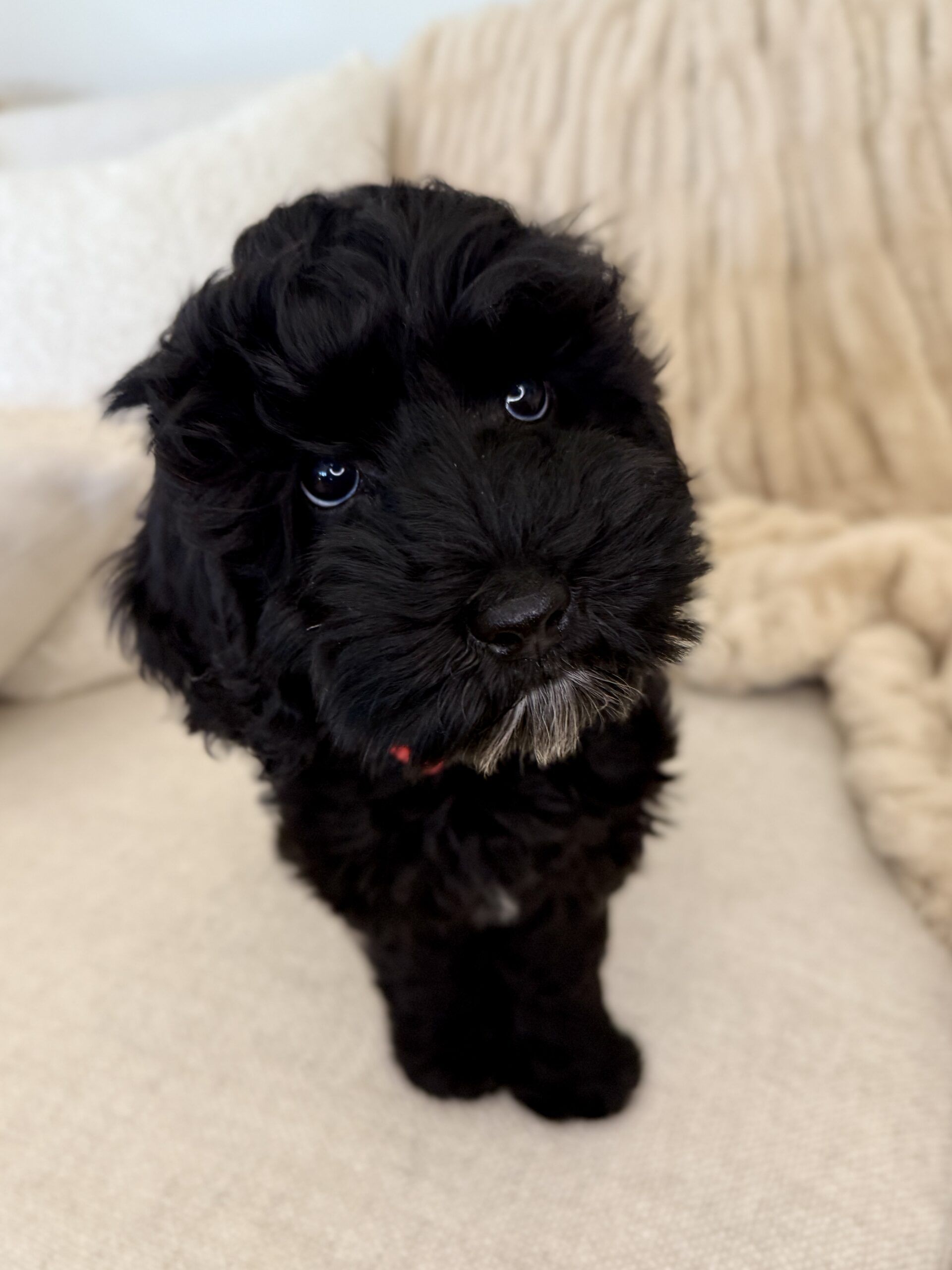 Trained Australian Labradoodle for sale