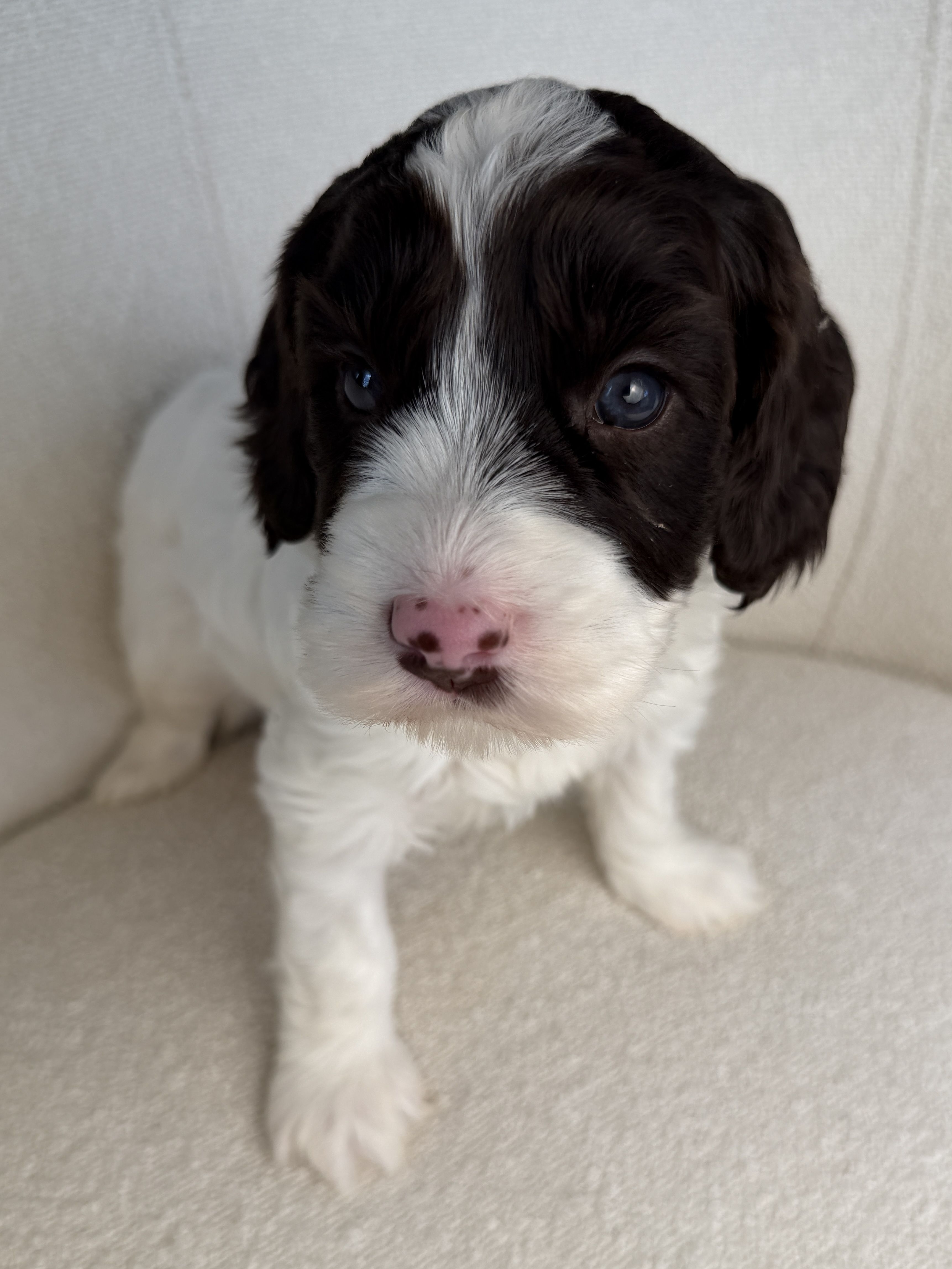 White Australian Labradoodle for sale 