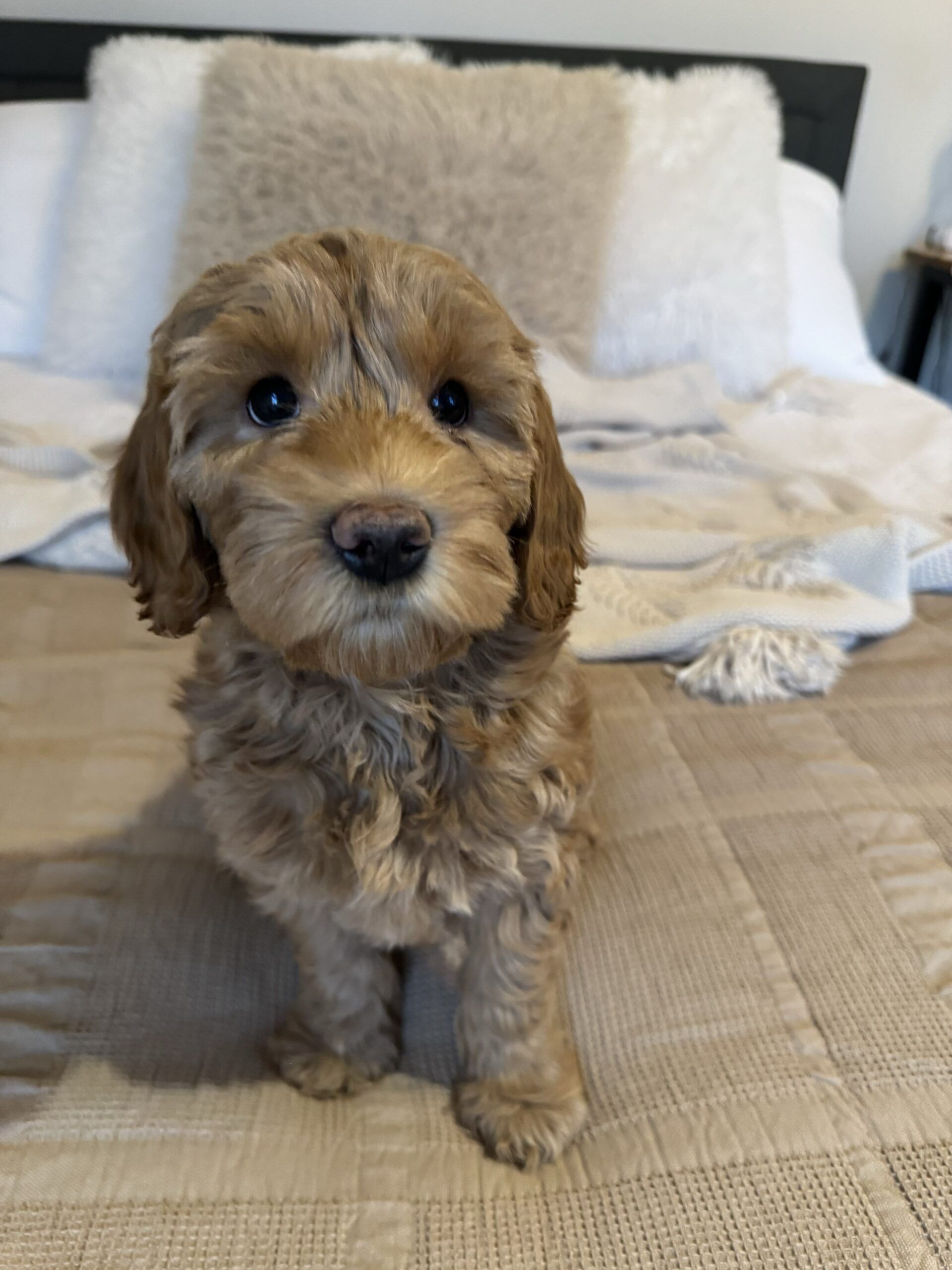 SOLD: "Phoebe" is in training and going home soon to Clarkston, MI