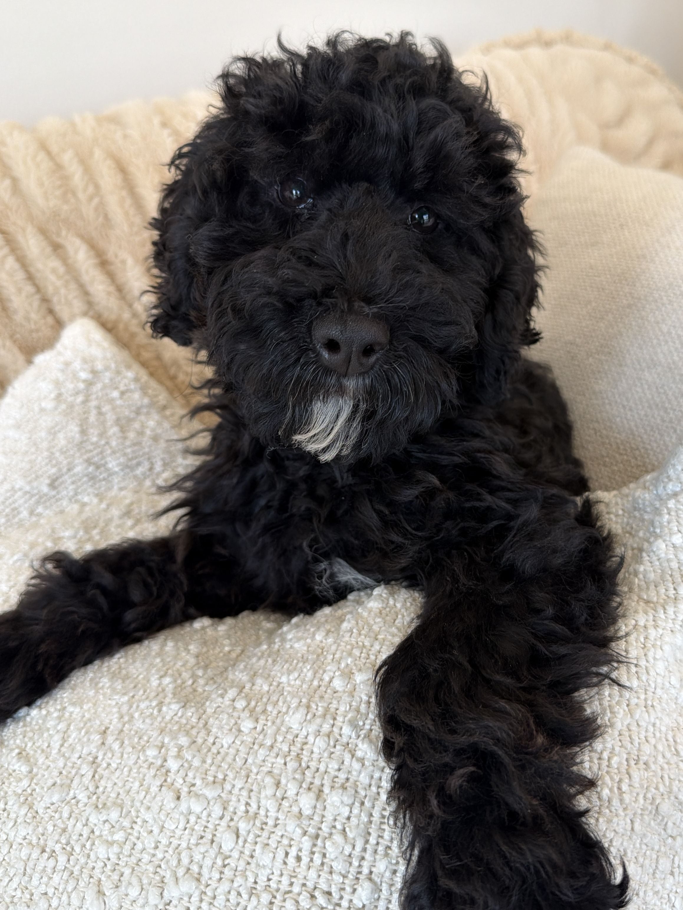 Black Australian Labradoodle puppy for sale