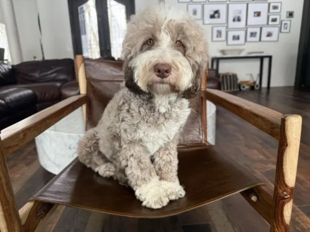 Phantom Australian Labradoodle