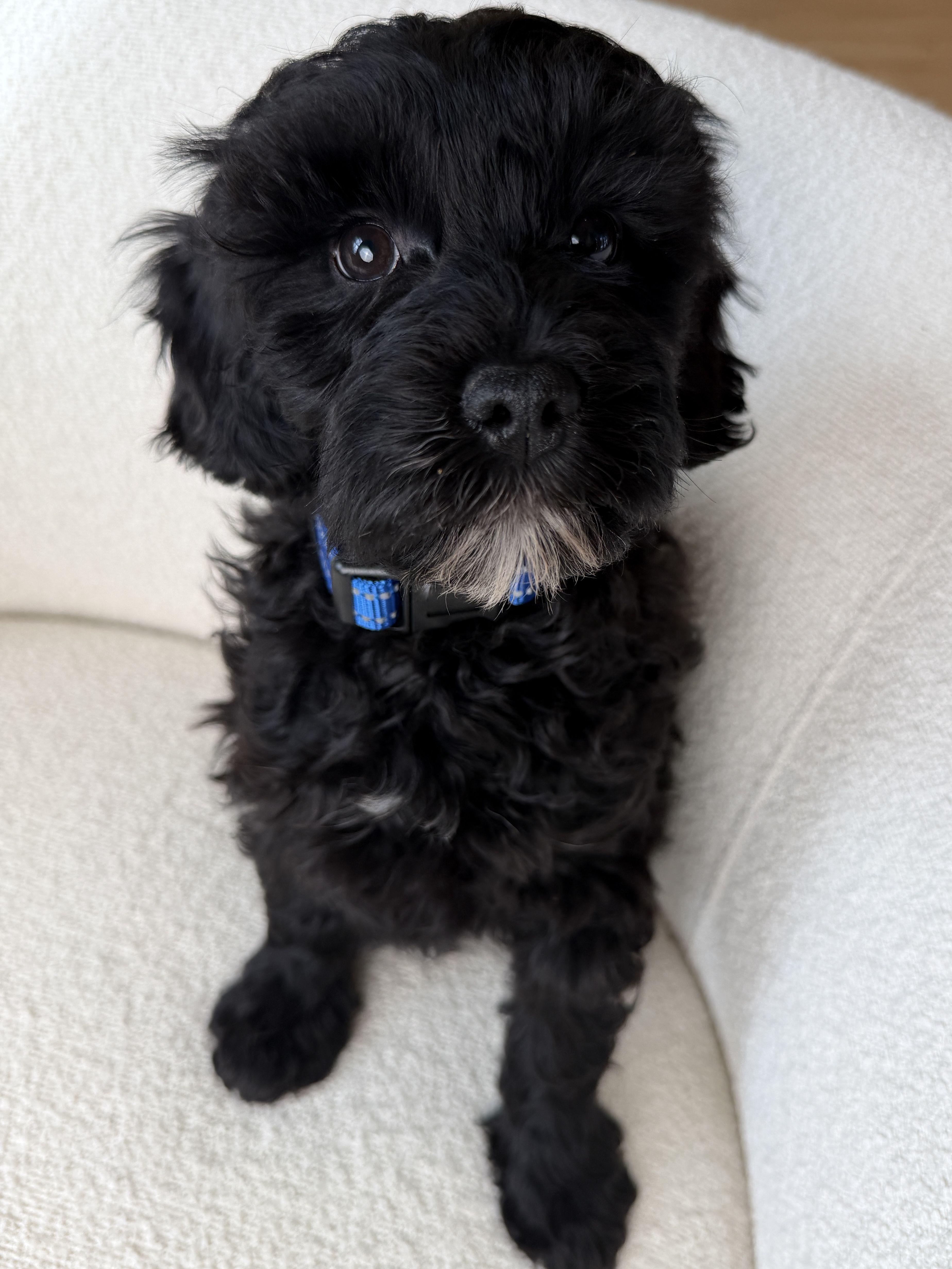 Morgan's blue collar boy 2