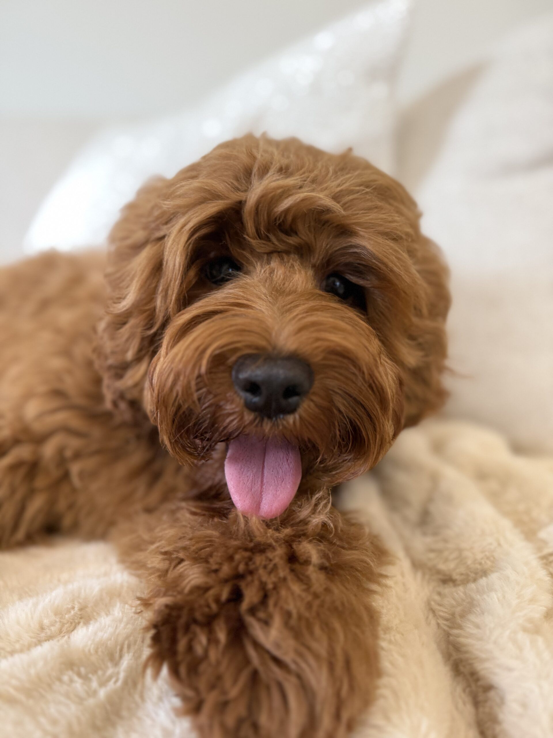 Trained Australian Labradoodle for sale