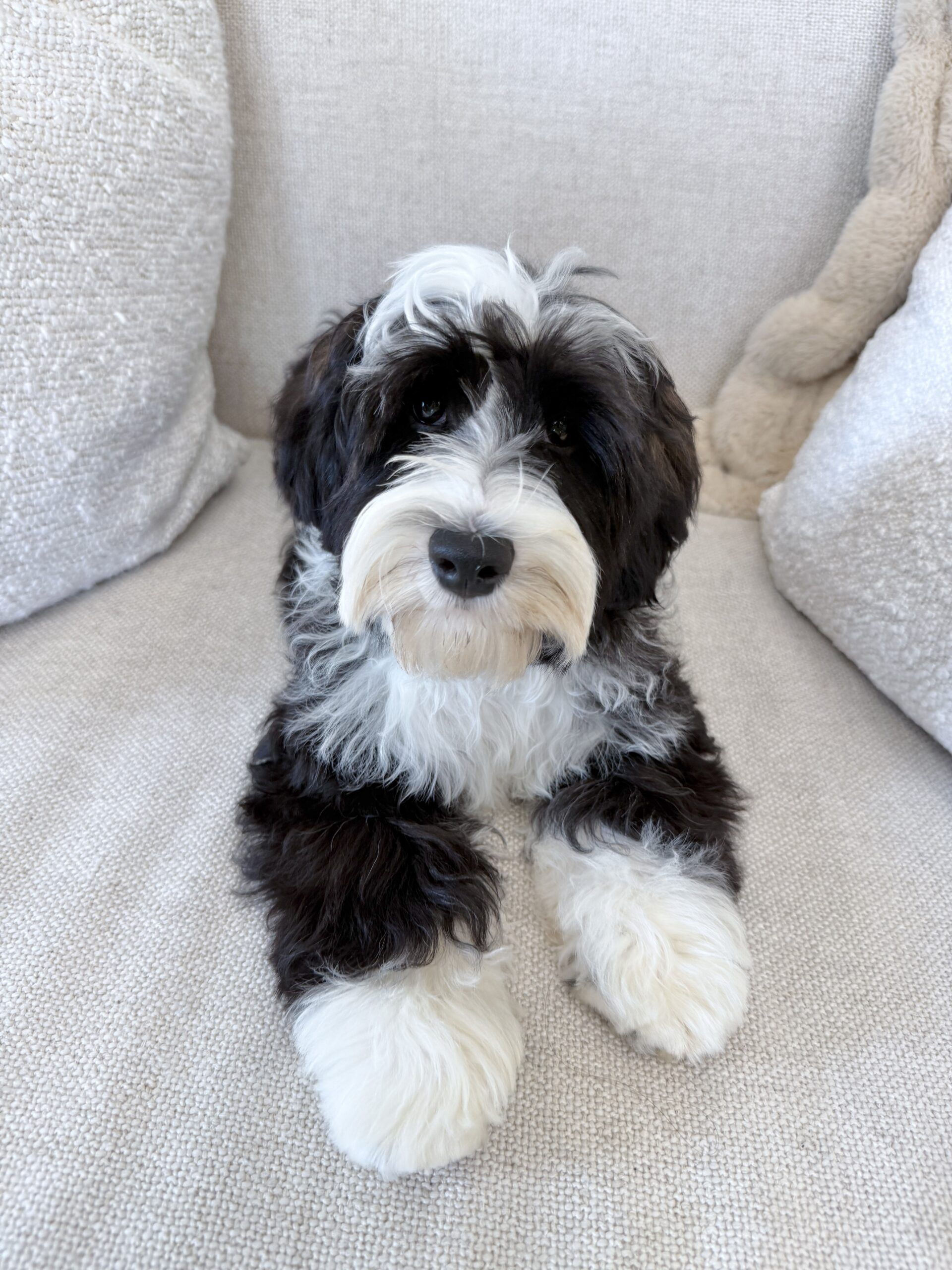 Australian Labradoodle tuxedo